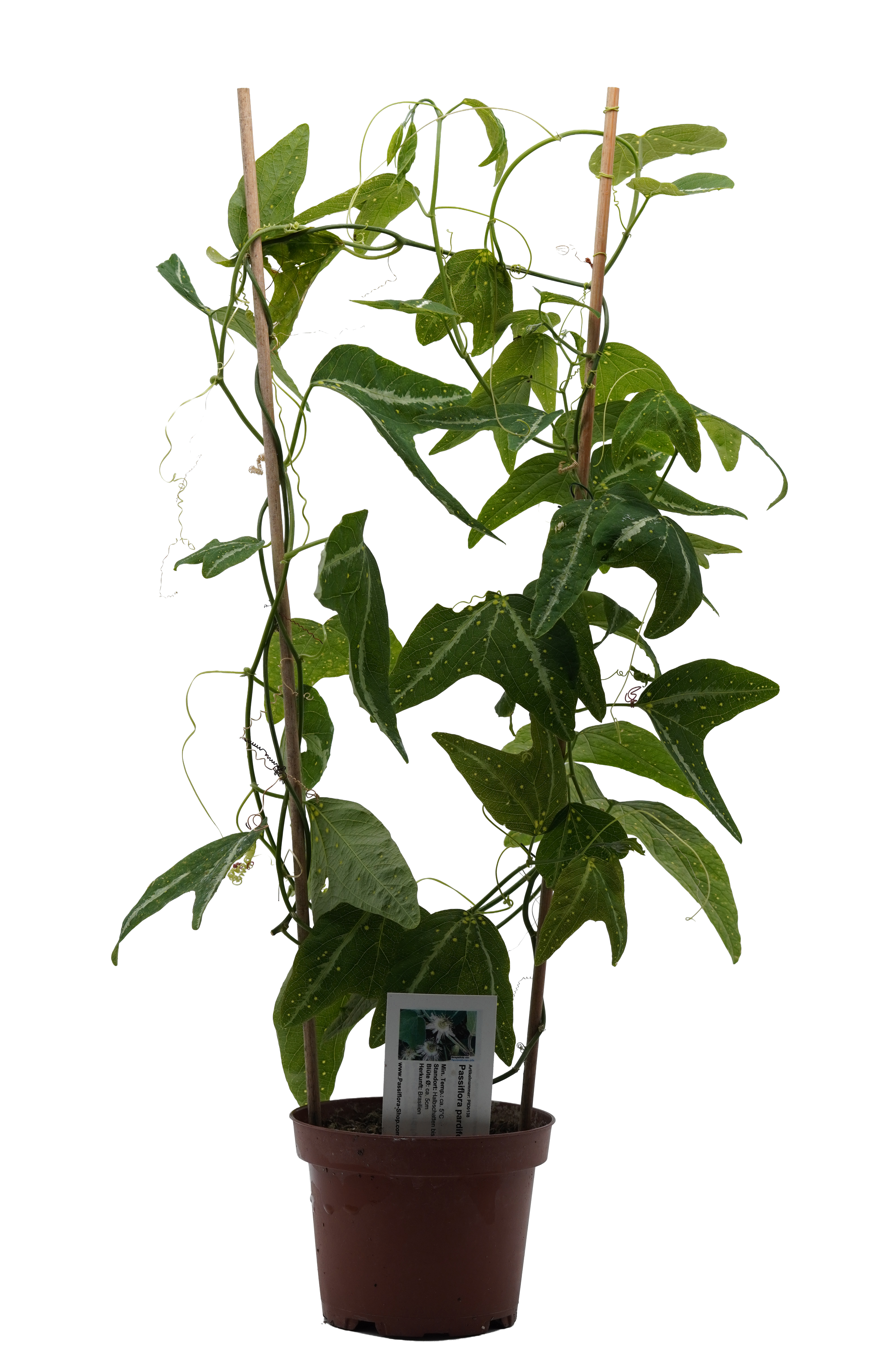 Passiflora pardifolia