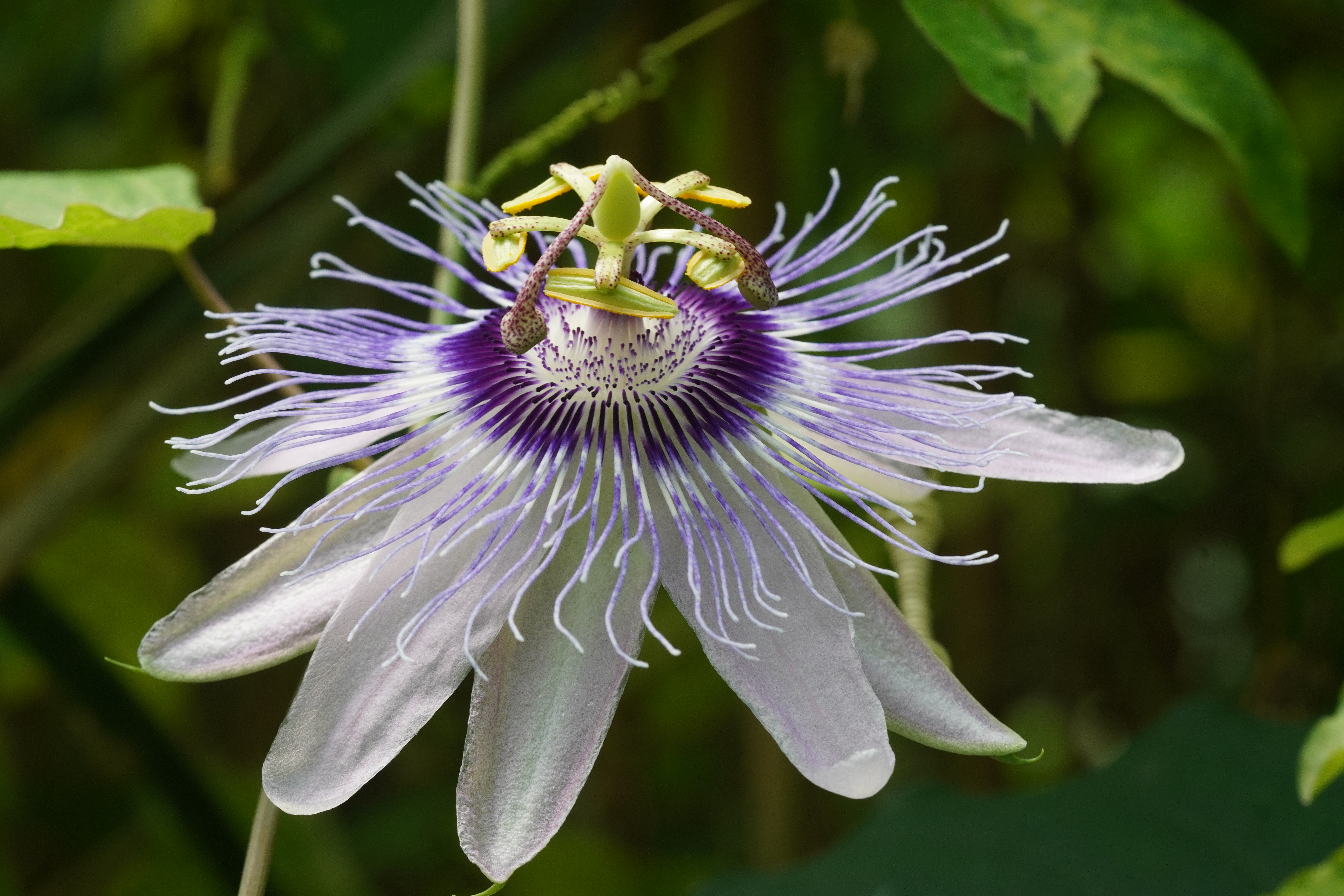 Passiflora 'Lady Cornelia'
