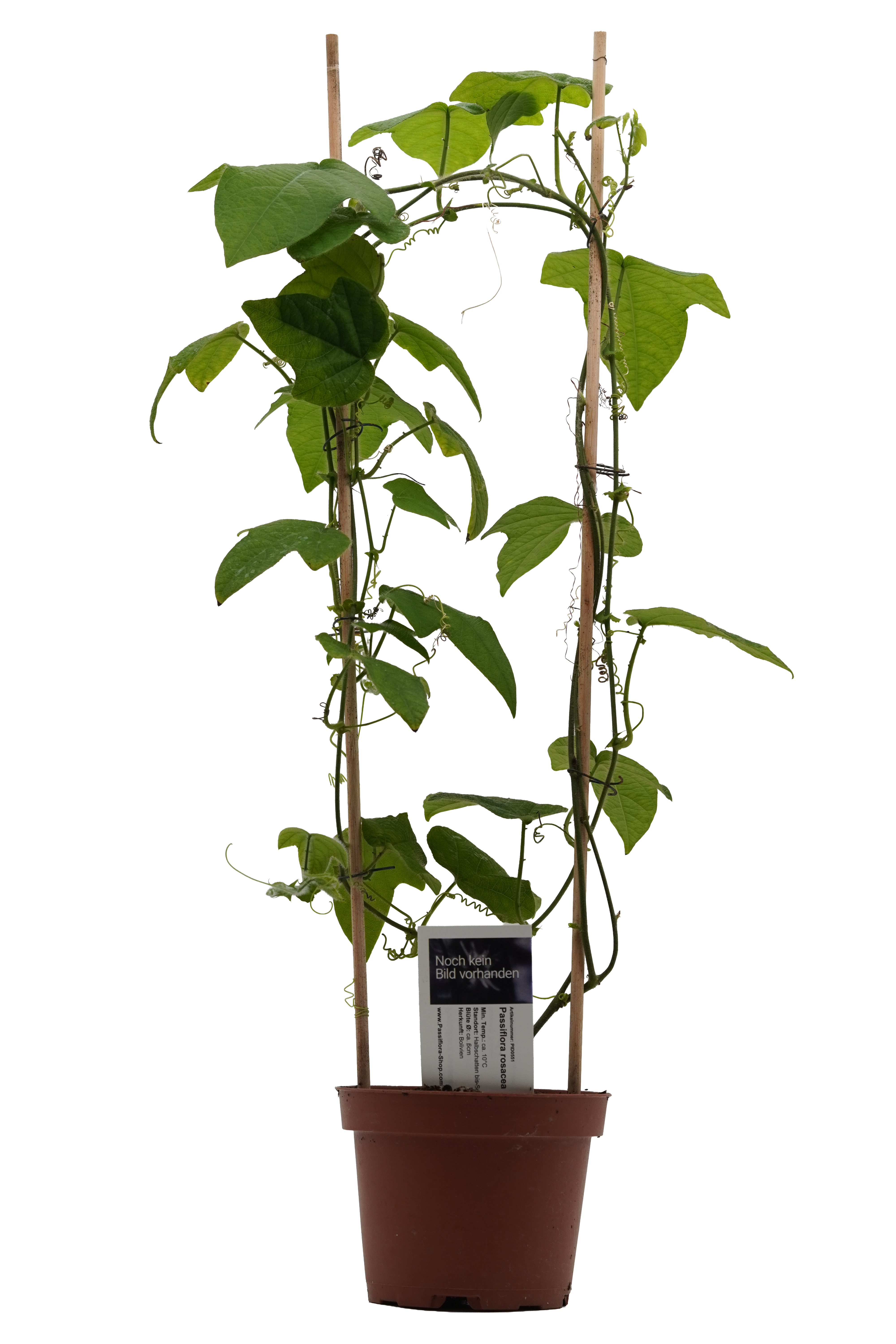 Passiflora rosacea