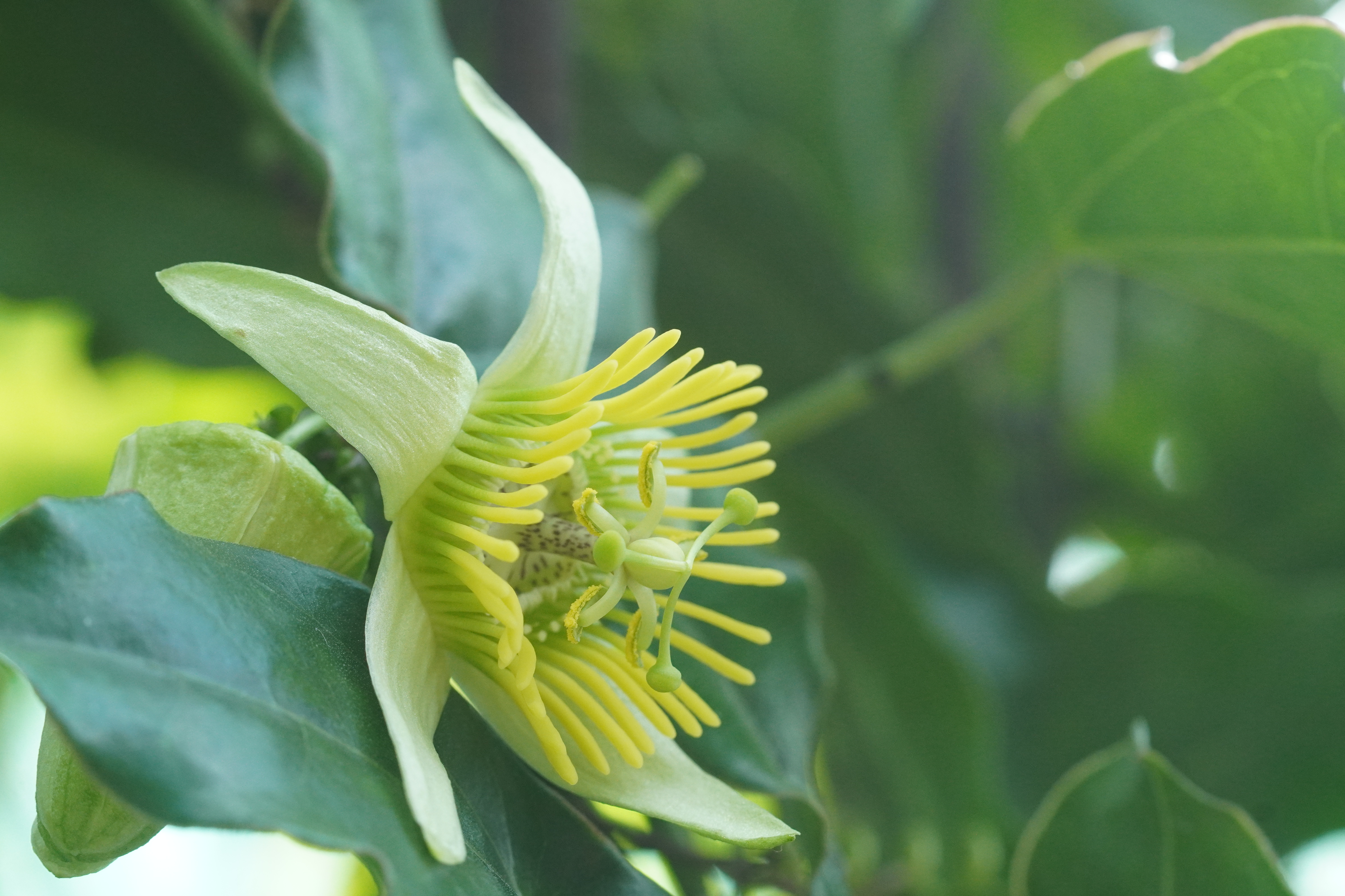 Passiflora megacoriacea