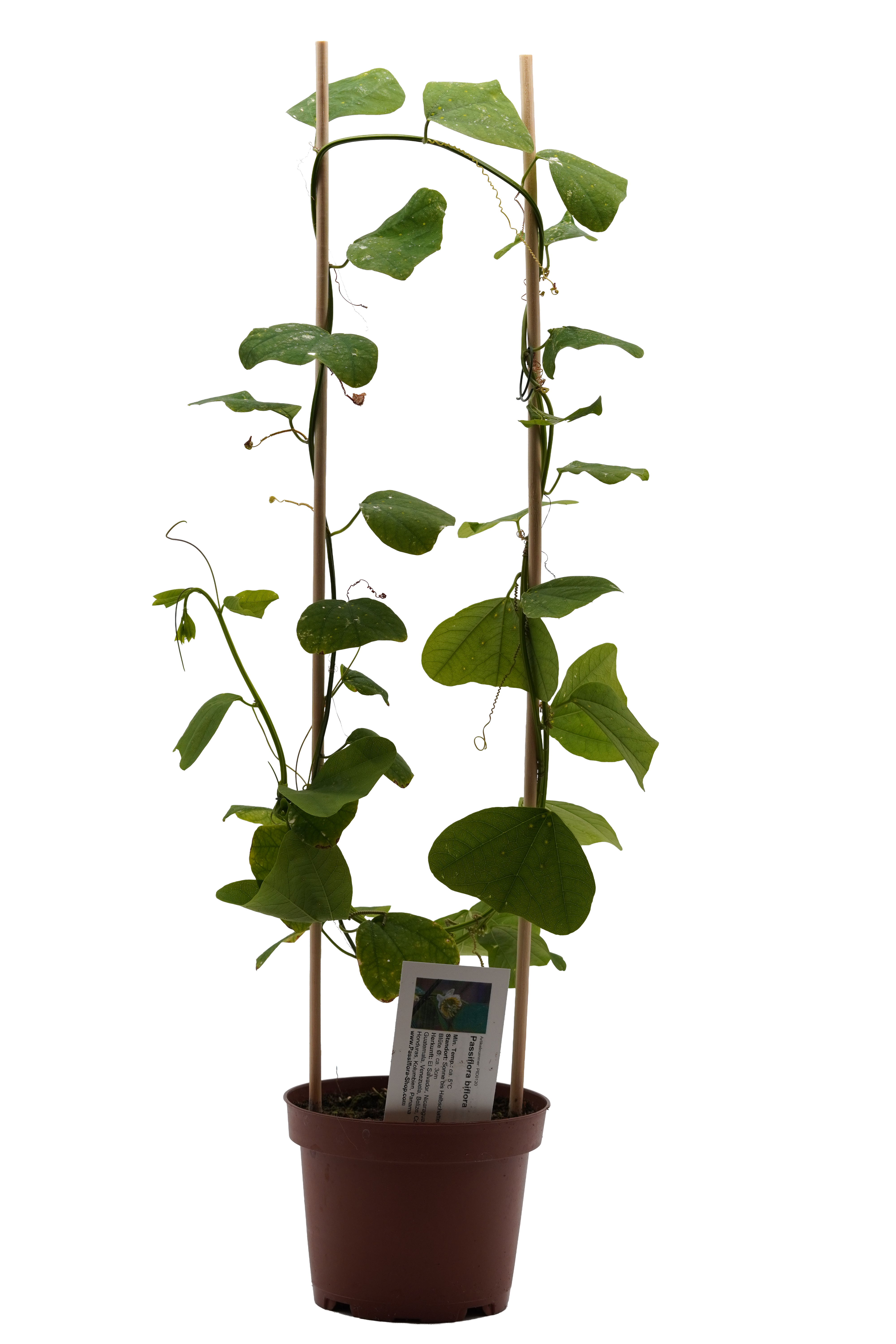 Passiflora biflora