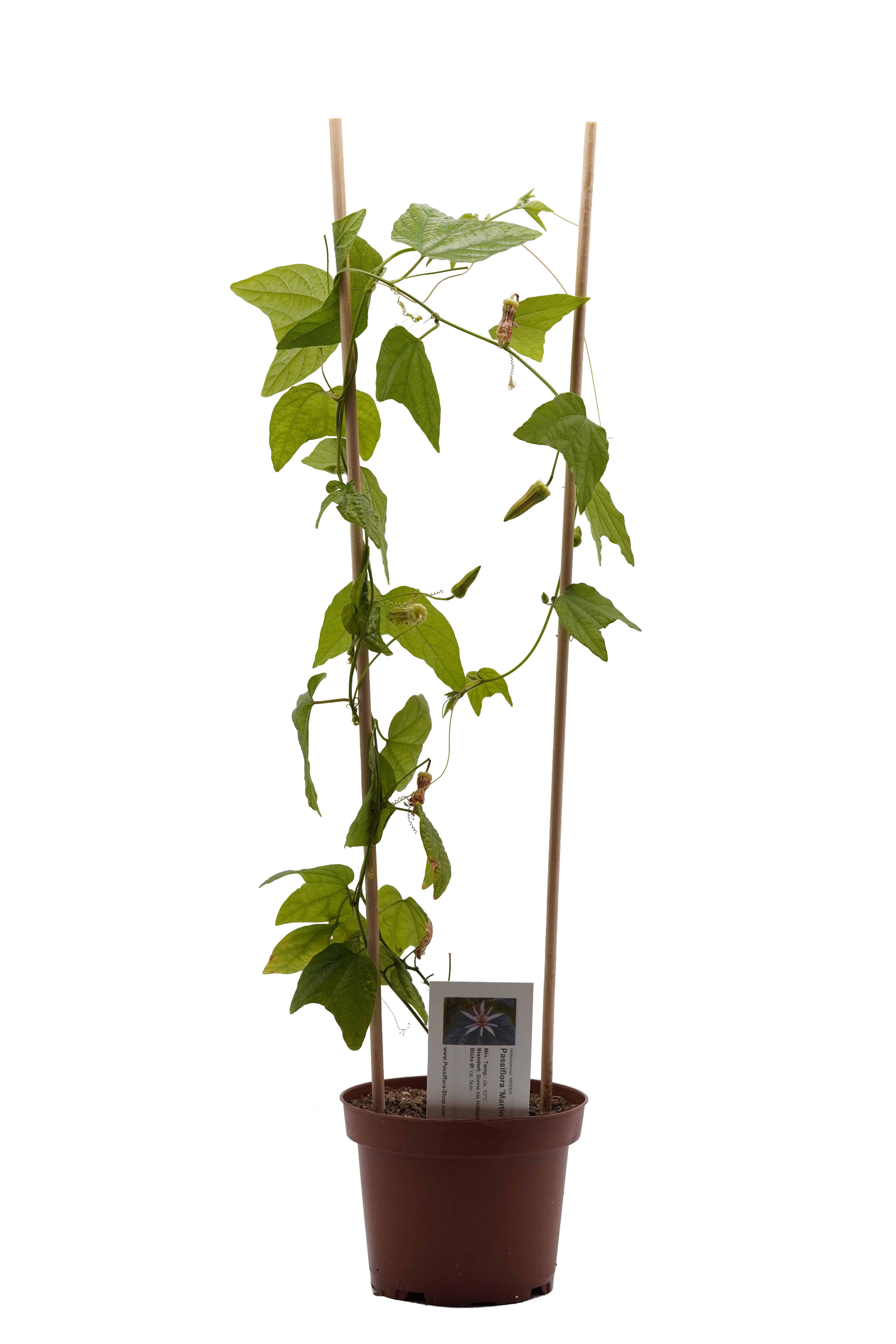 Passiflora 'Martin's Magic'