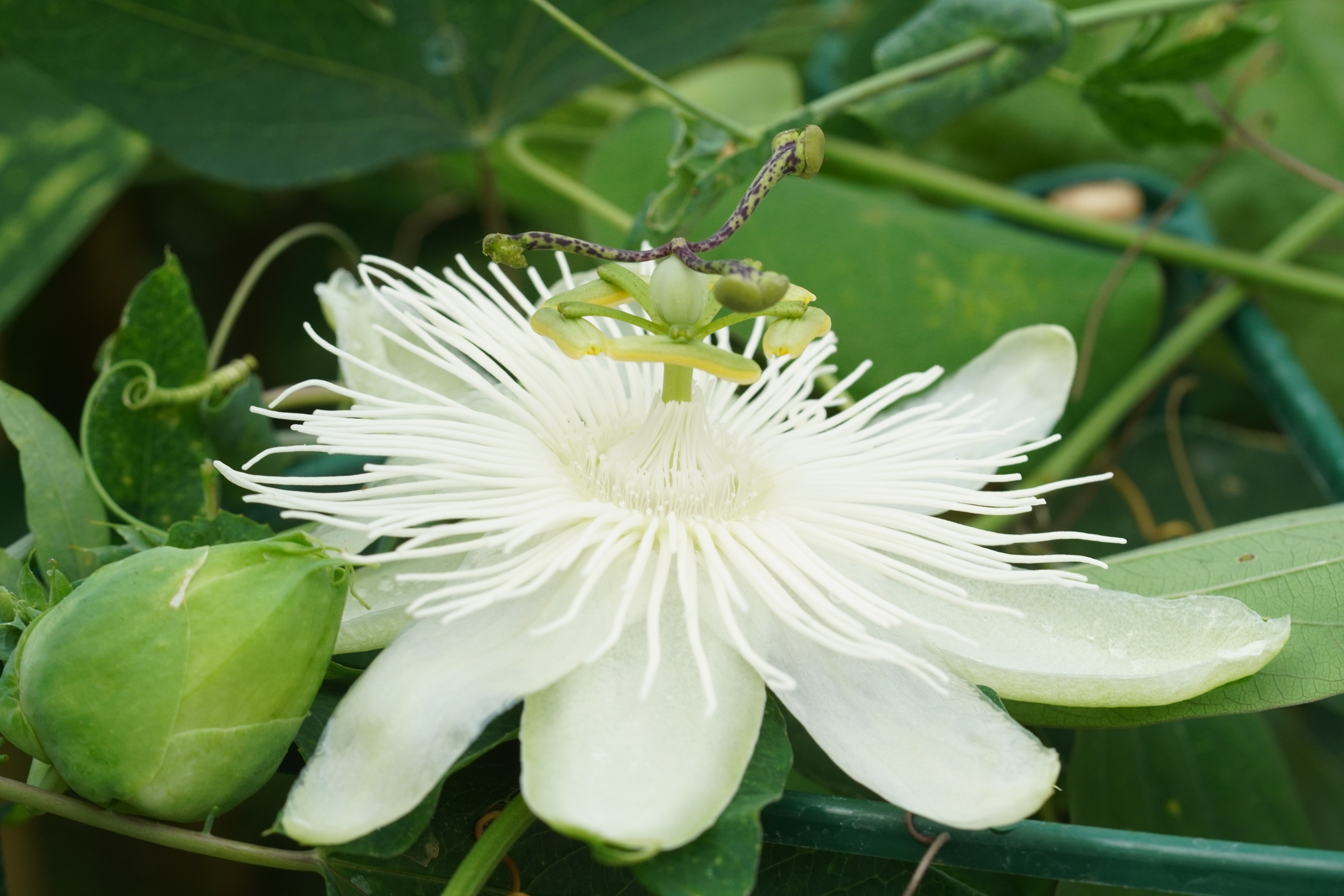 Passiflora 'Snow Queen'