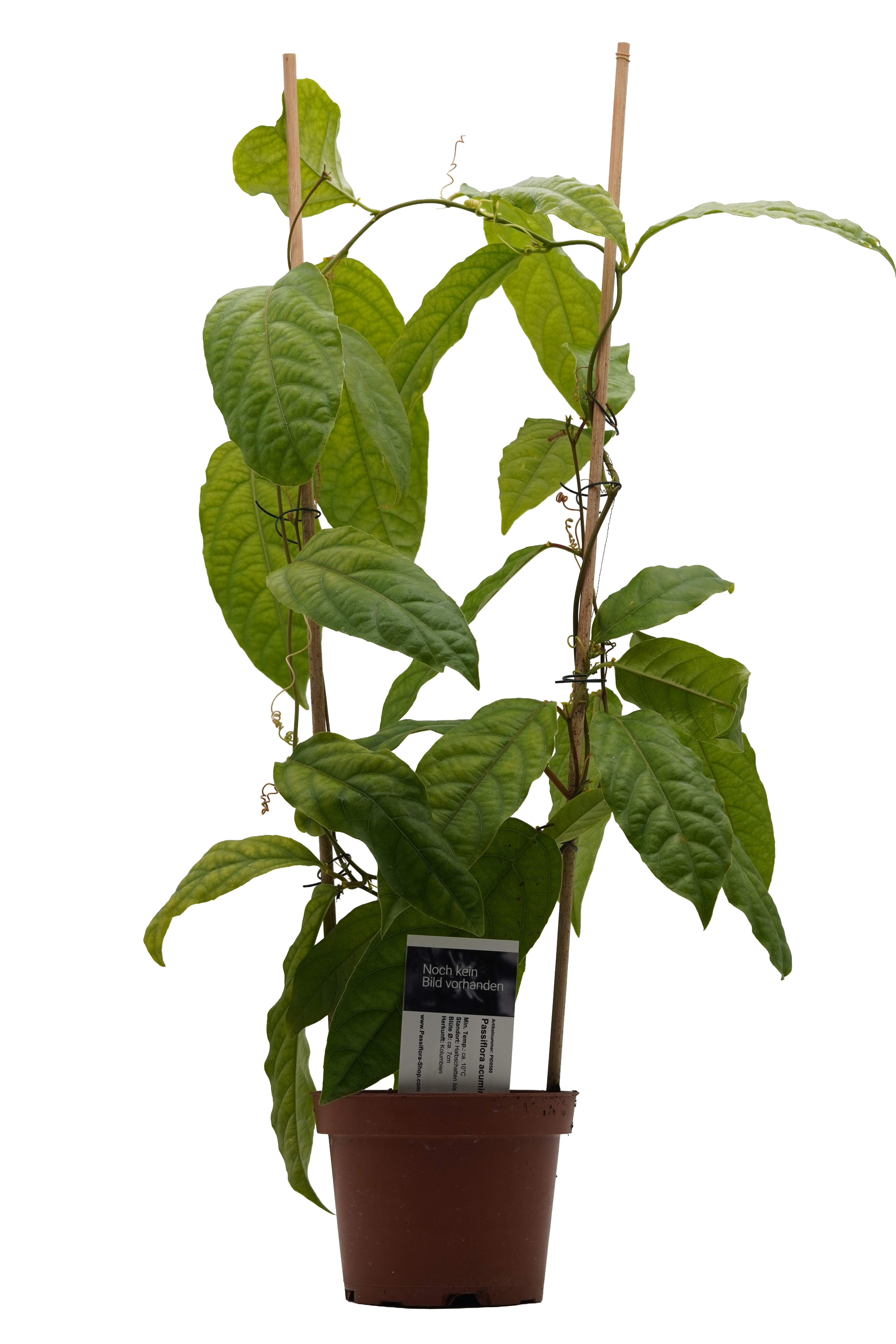 Passiflora acuminata