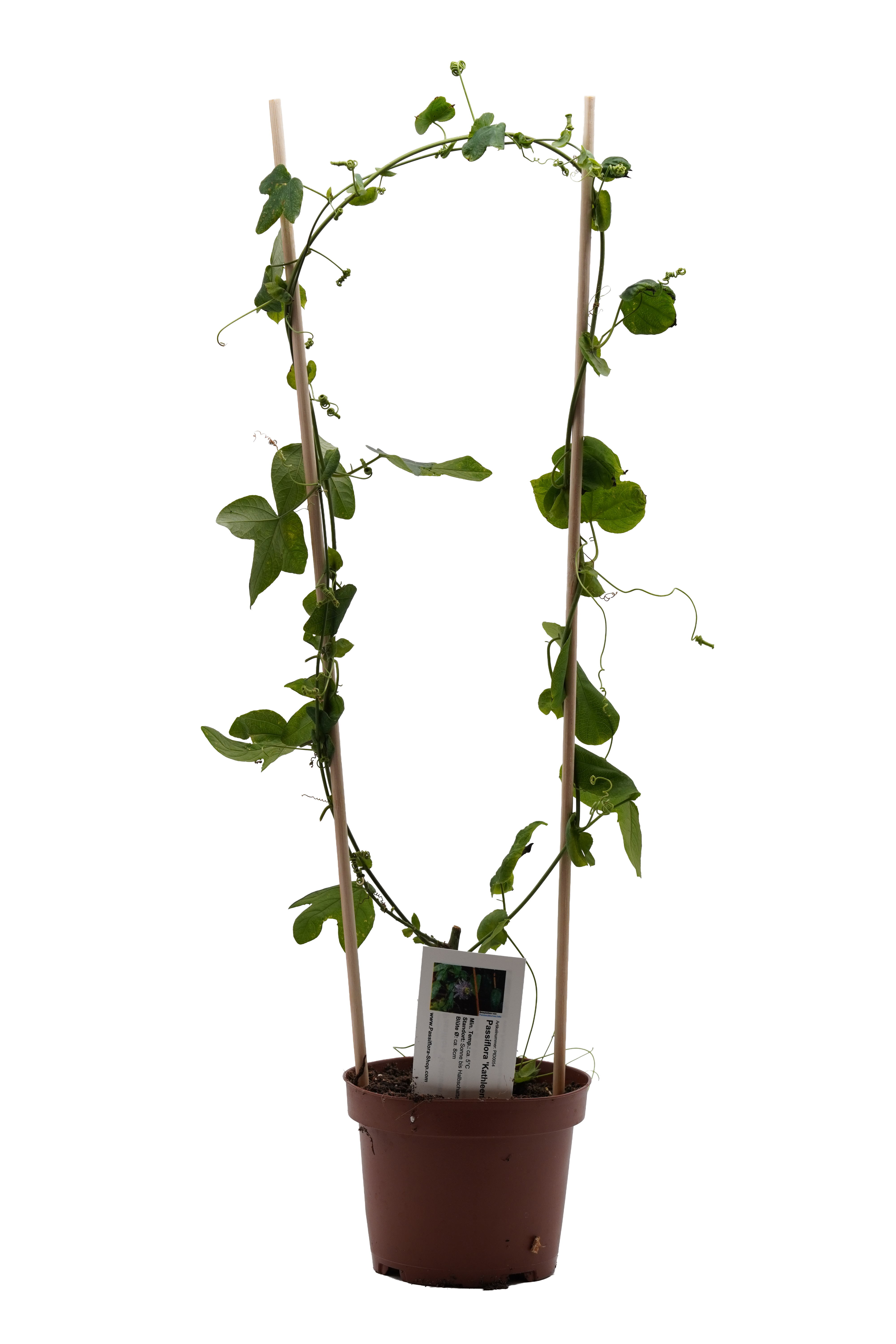Passiflora 'Kathleentje'