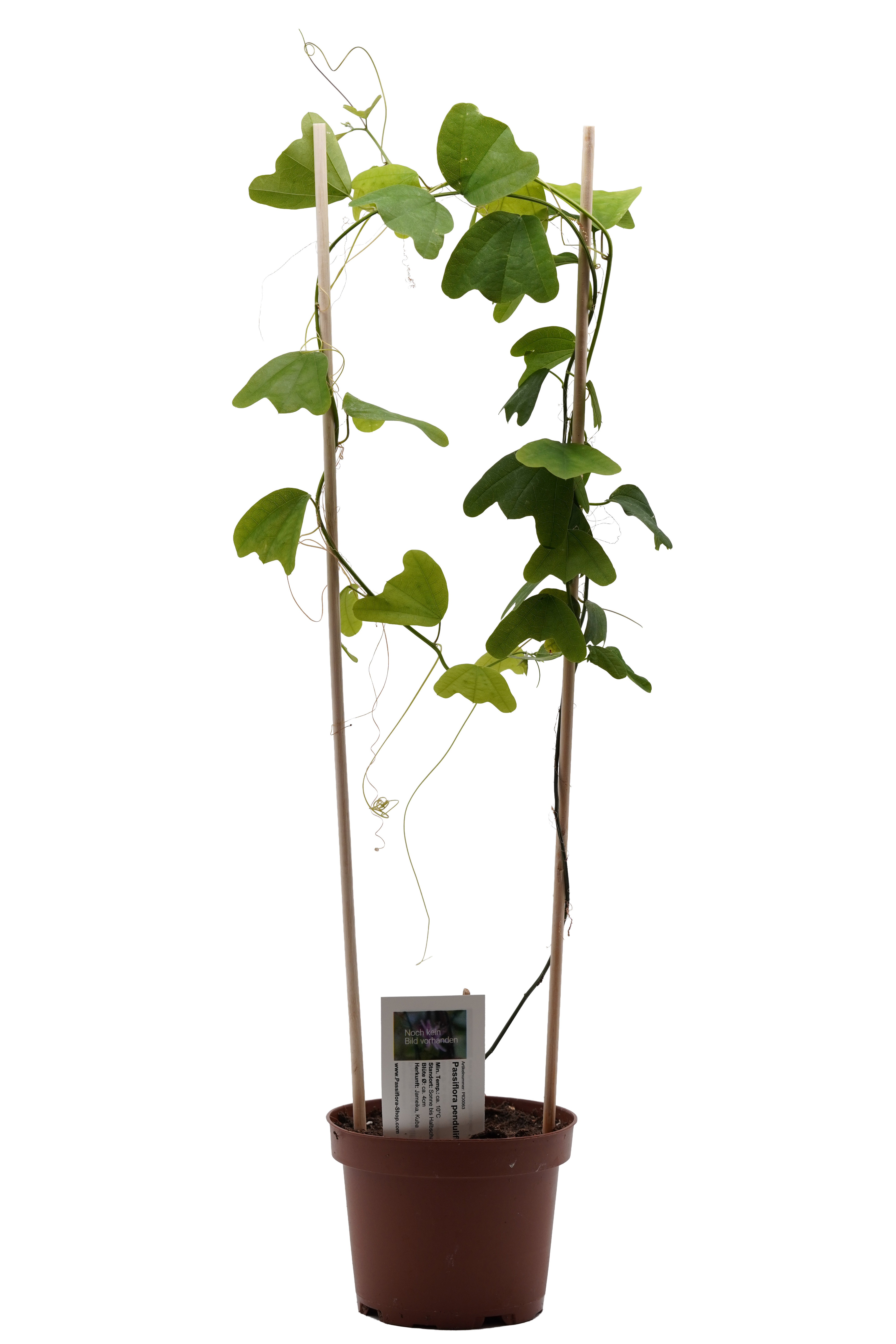 Passiflora penduliflora