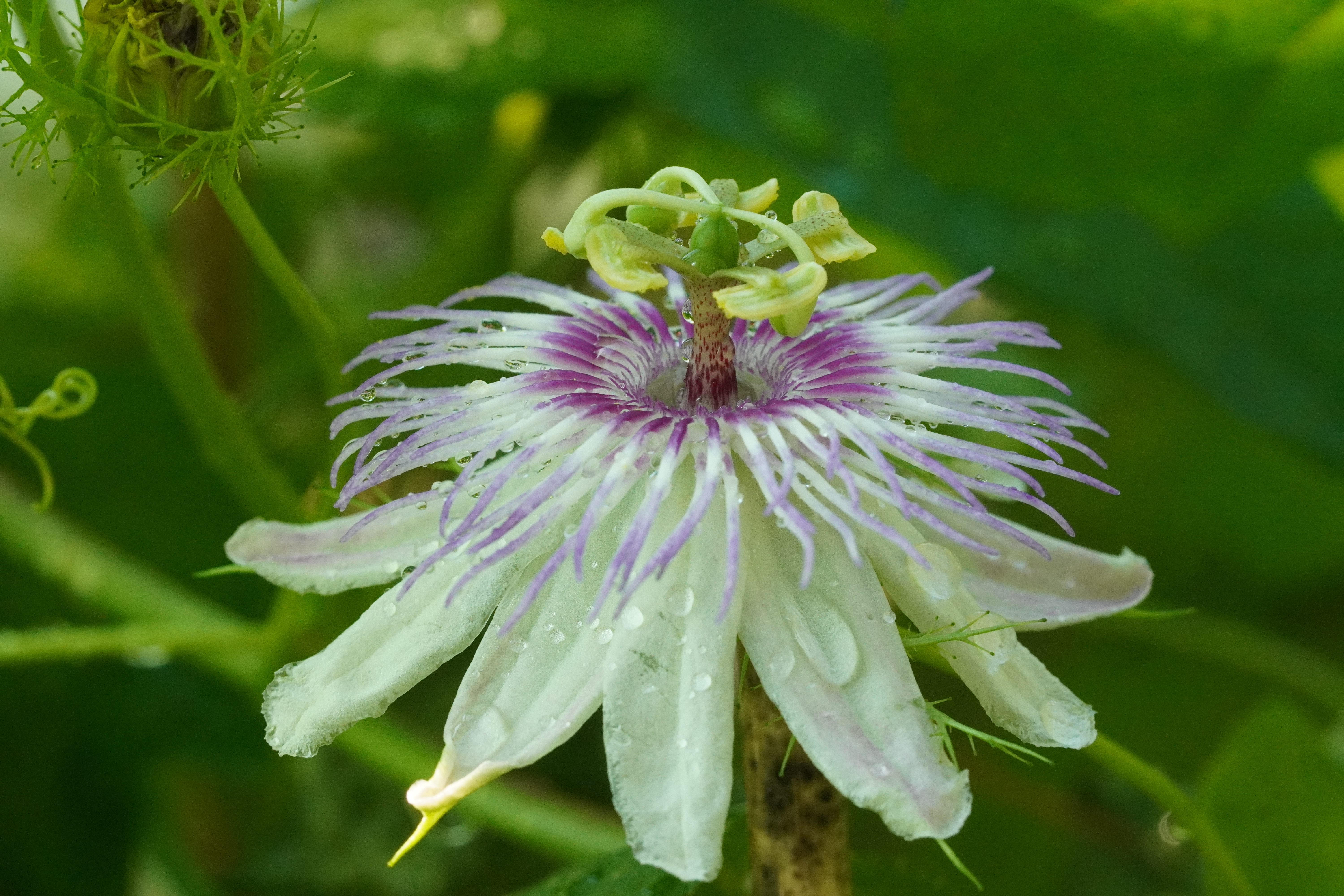 Passiflora foetida x ciliata - glattlaubig