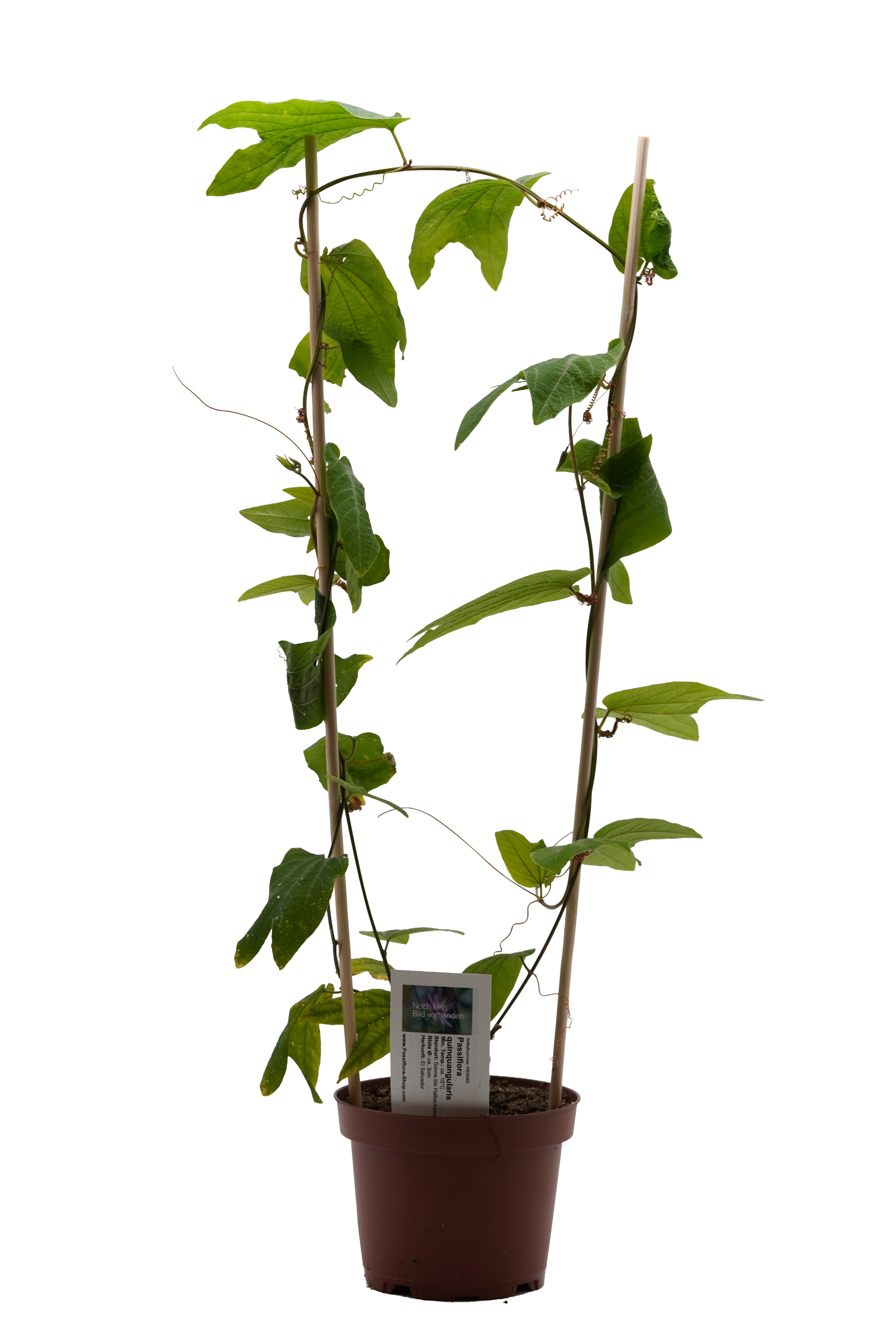 Passiflora quinquangularis