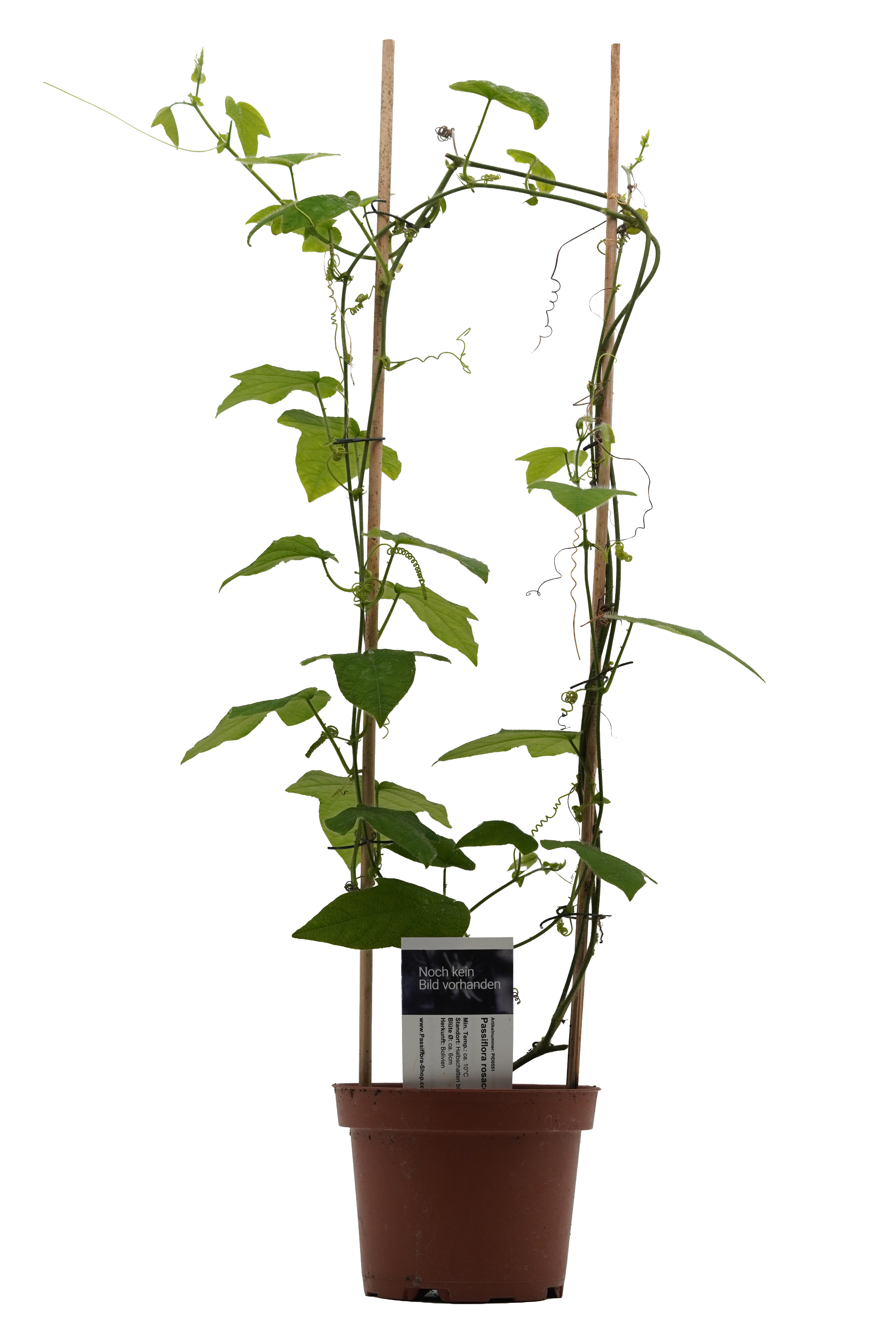 Passiflora rosacea
