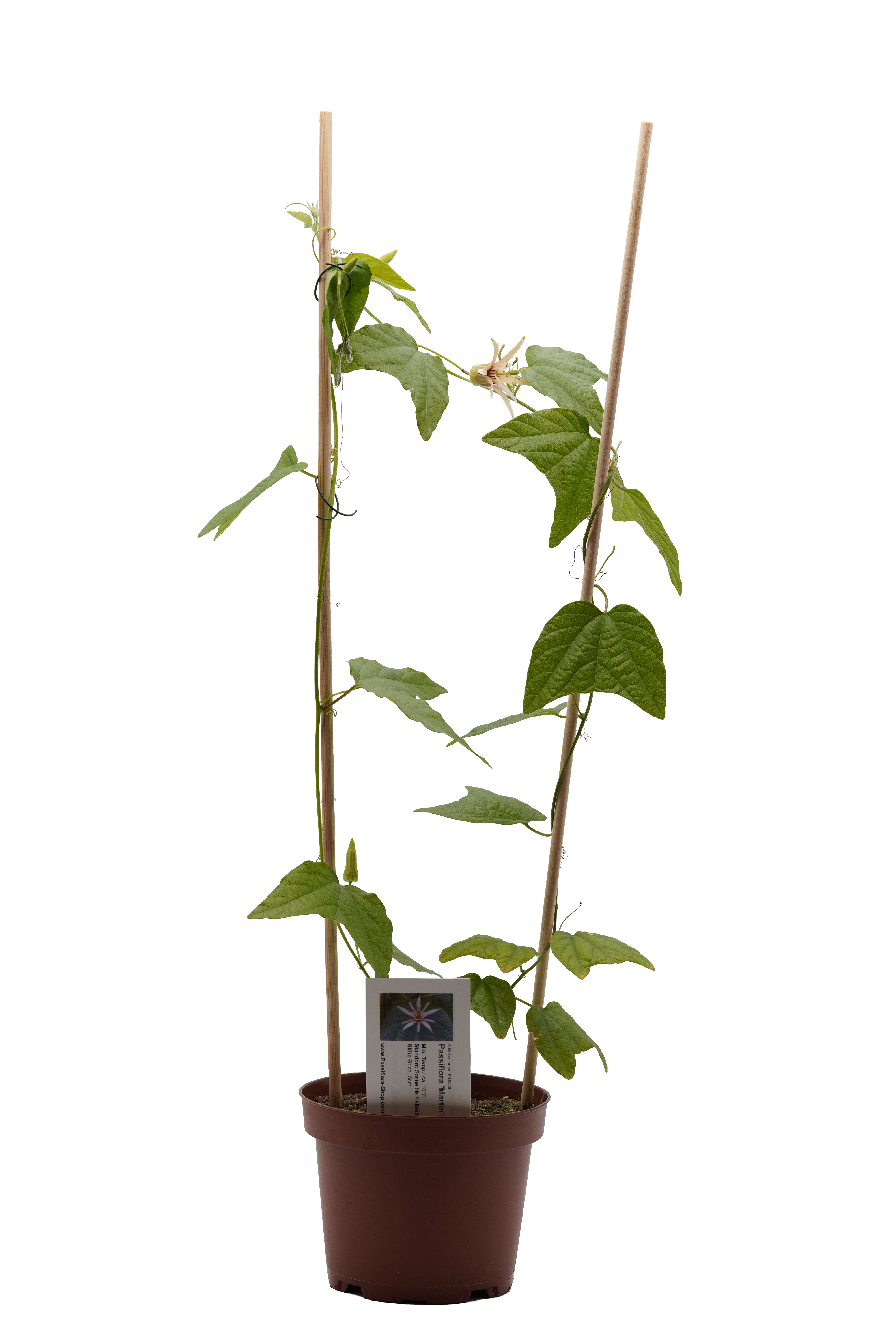 Passiflora 'Martin's Magic'