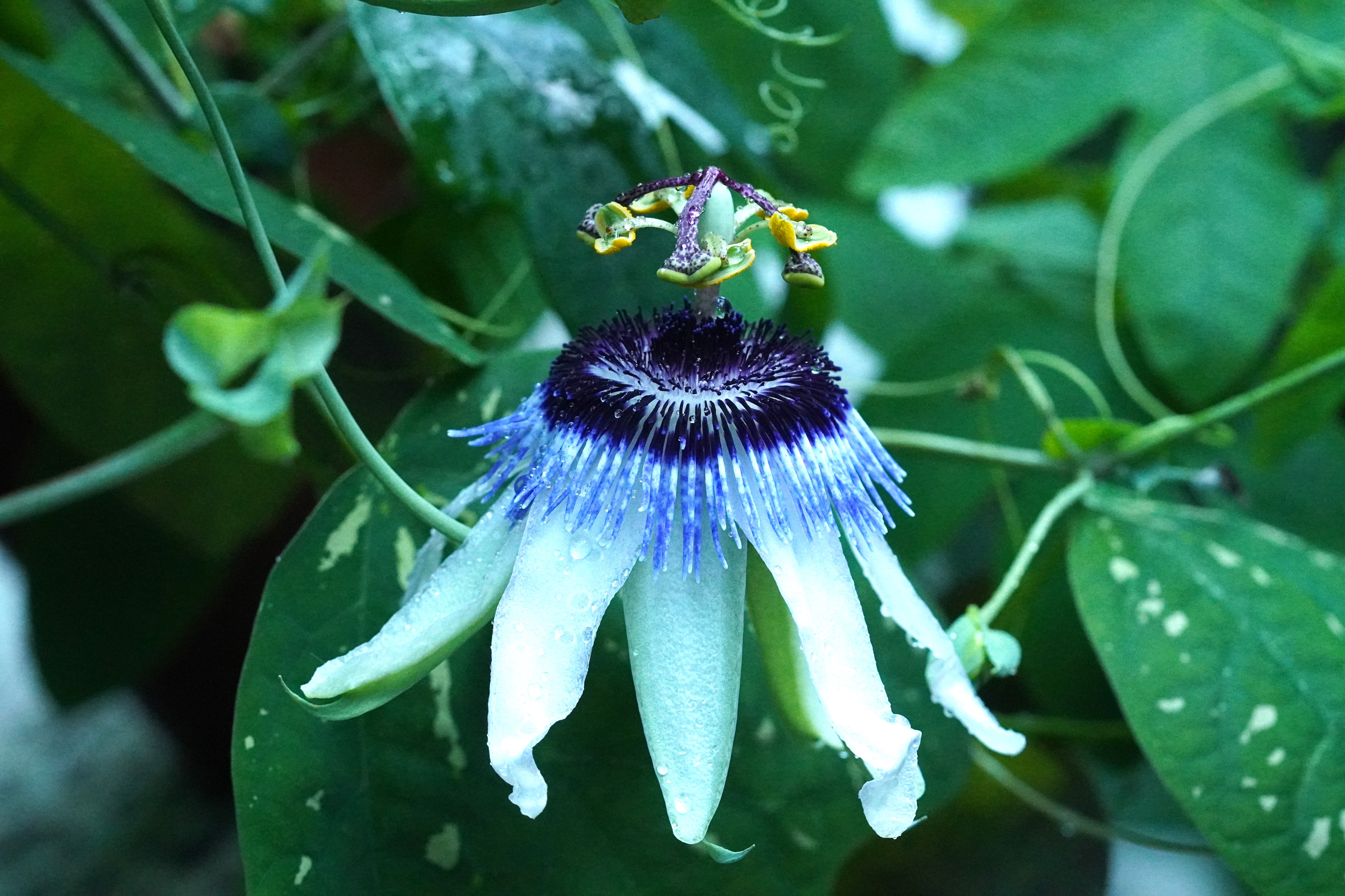 Passiflora 'Connor Cailean'