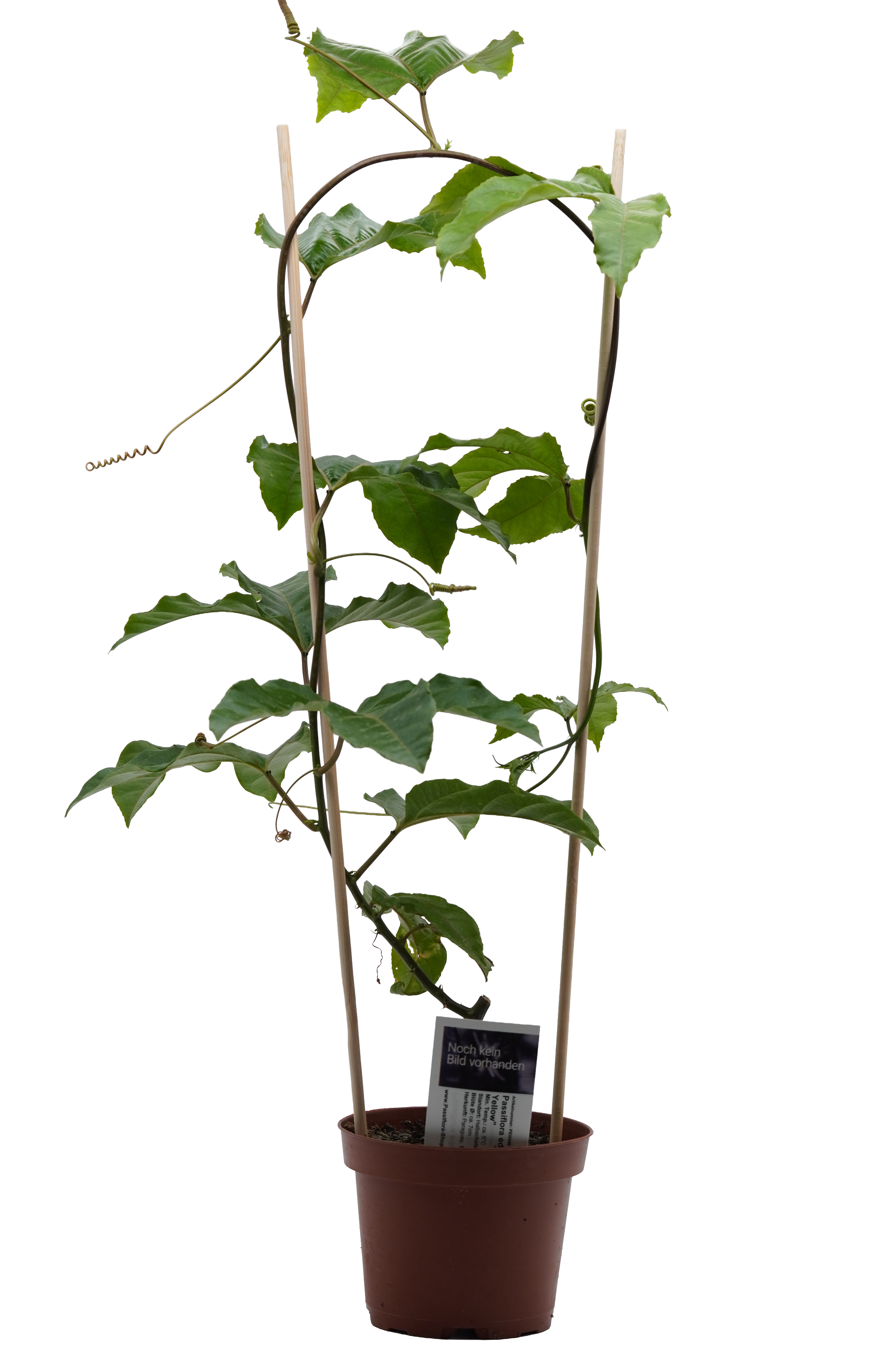 Passiflora edulis "Alp 1071 Yellow"