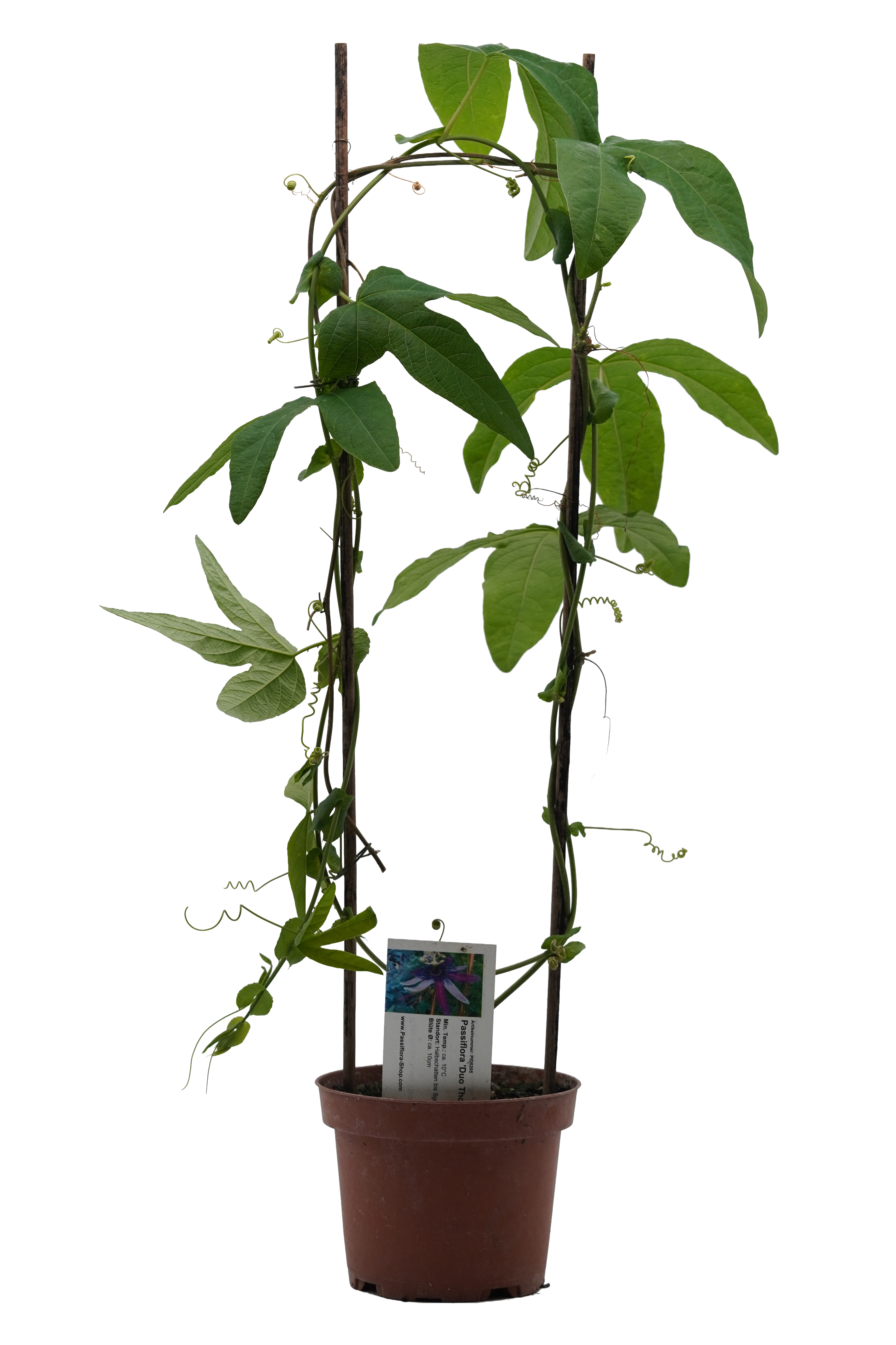 Passiflora 'Duo Thone'