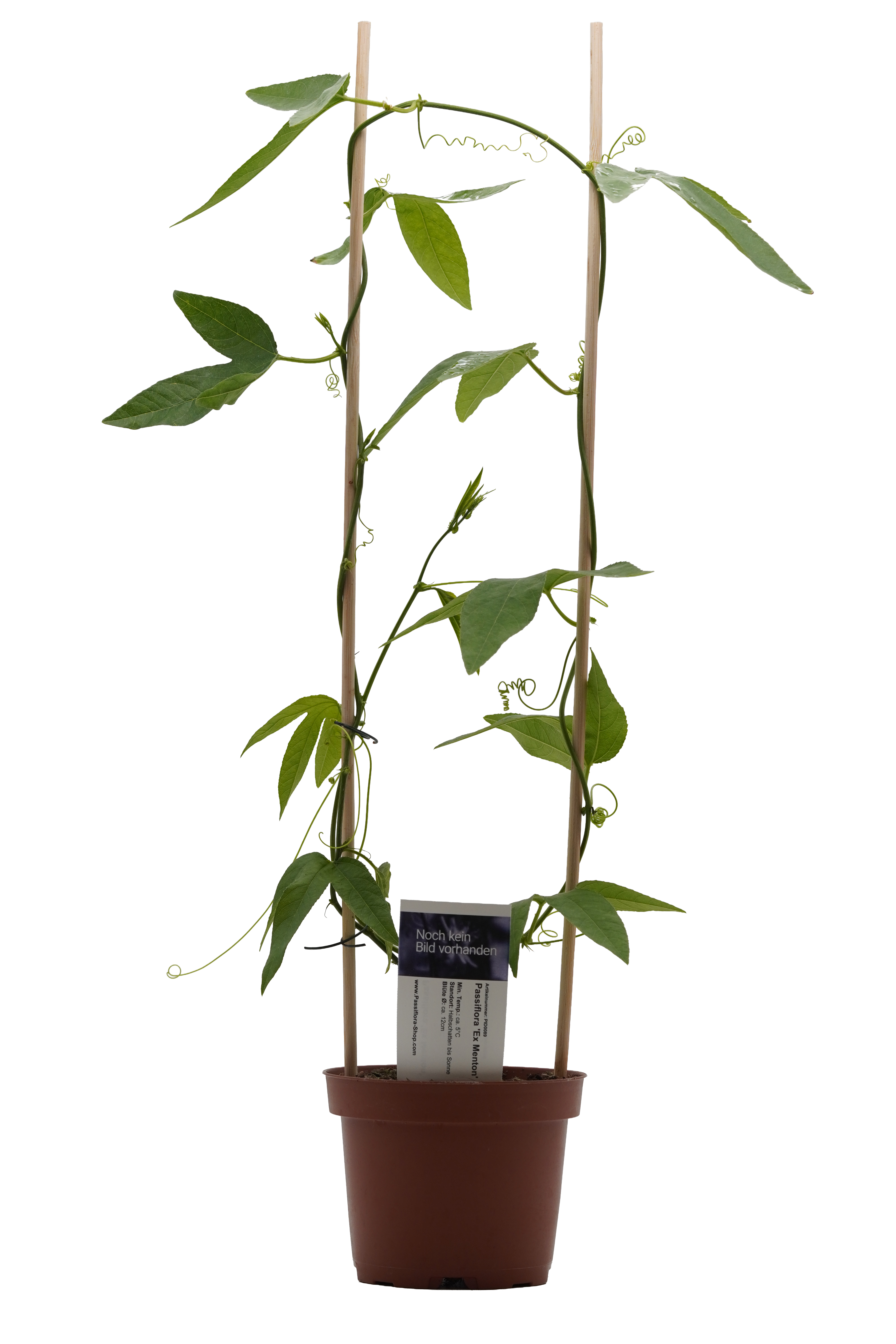 Passiflora 'Ex Menton'