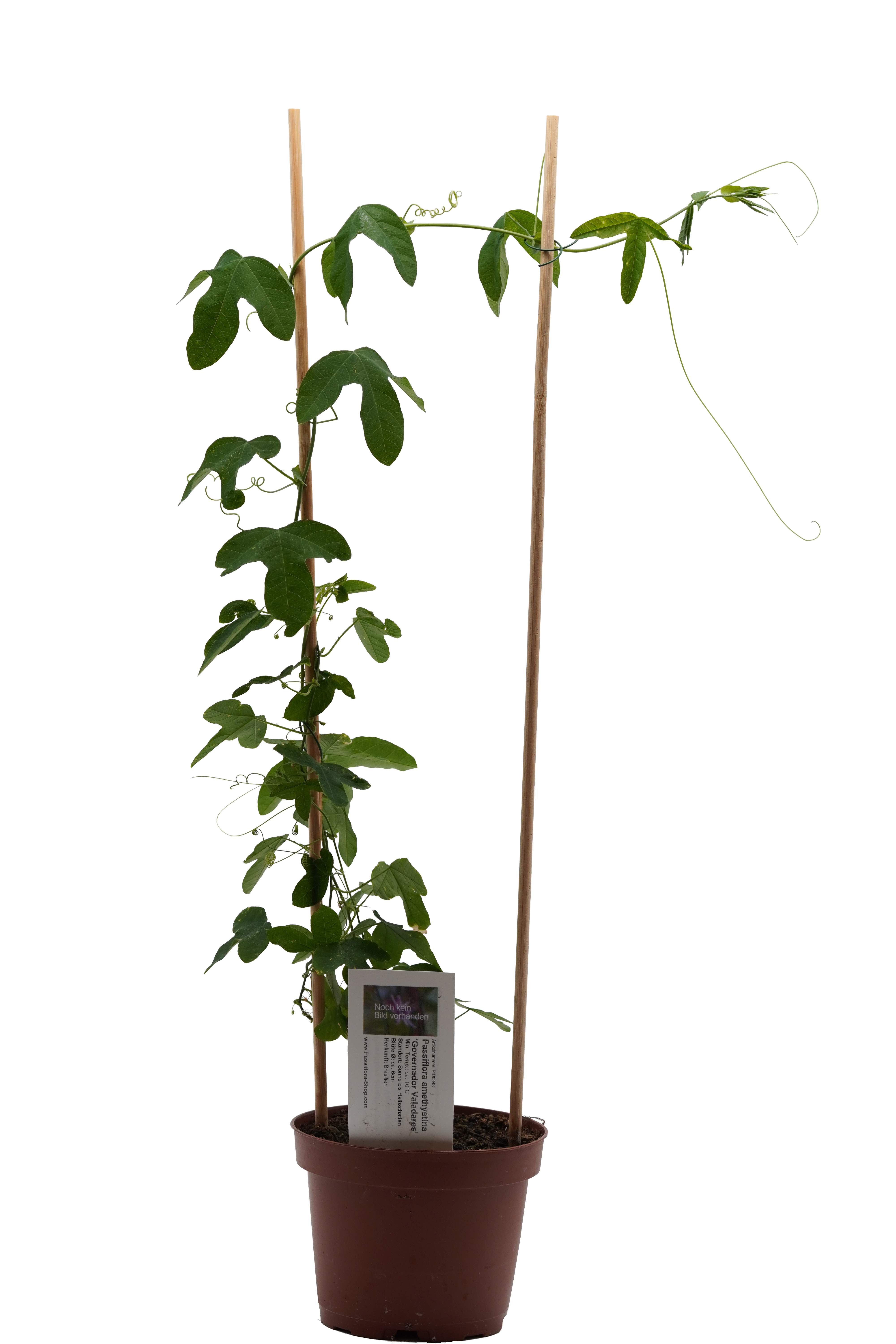 Passiflora amethystina 'Governador Valadares'