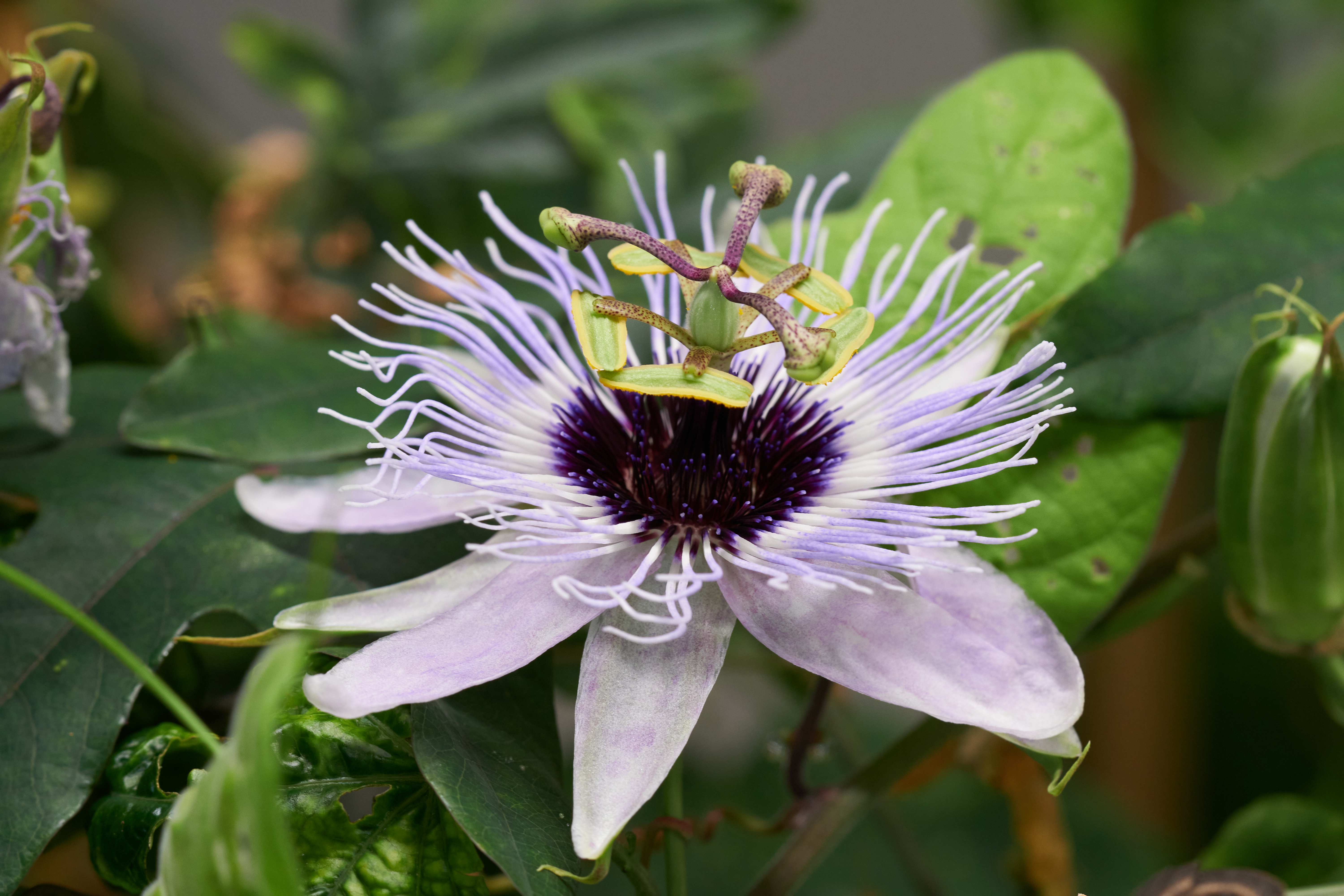 Passiflora 'Angelo Blu'
