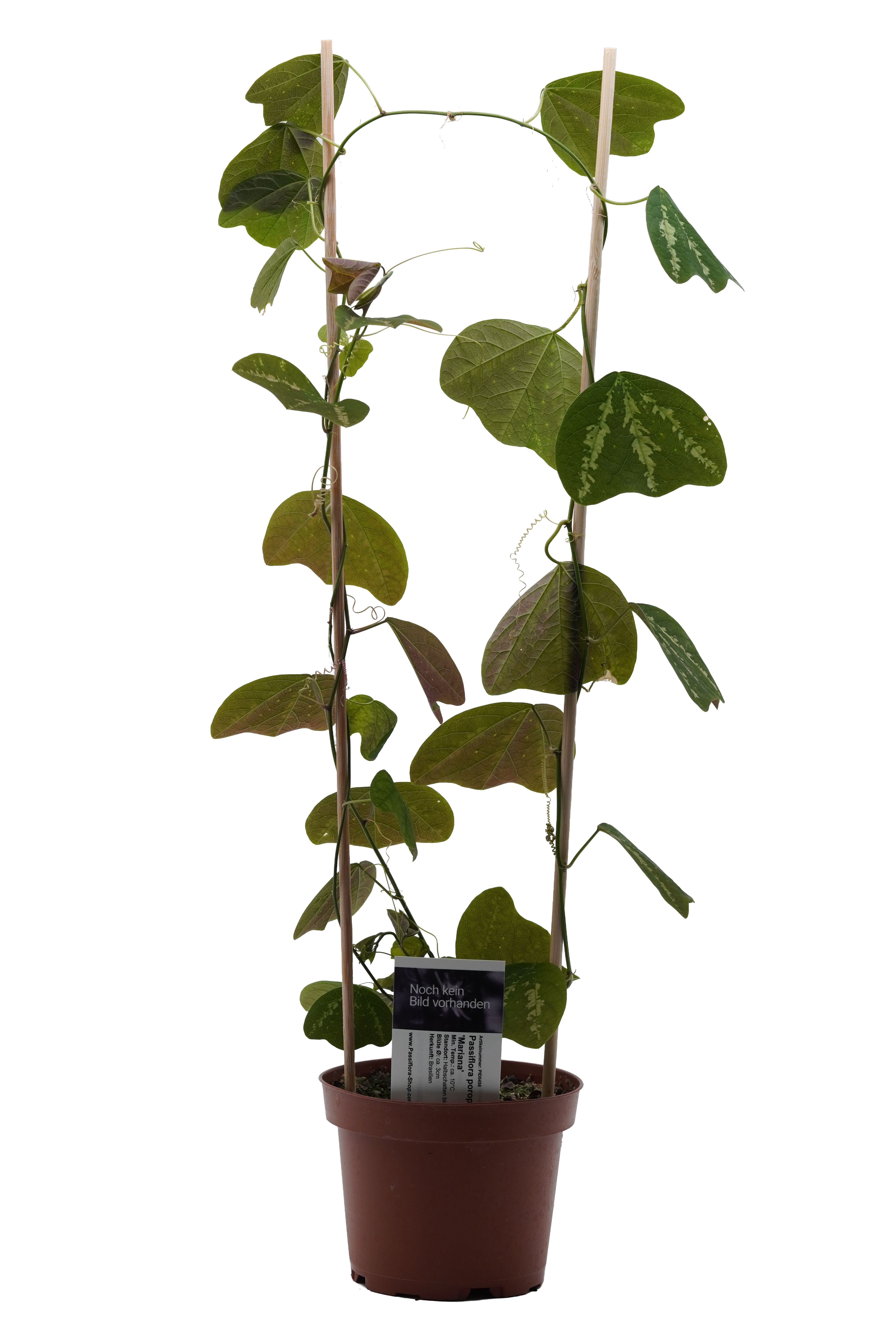 Passiflora porophylla 'Mariana'