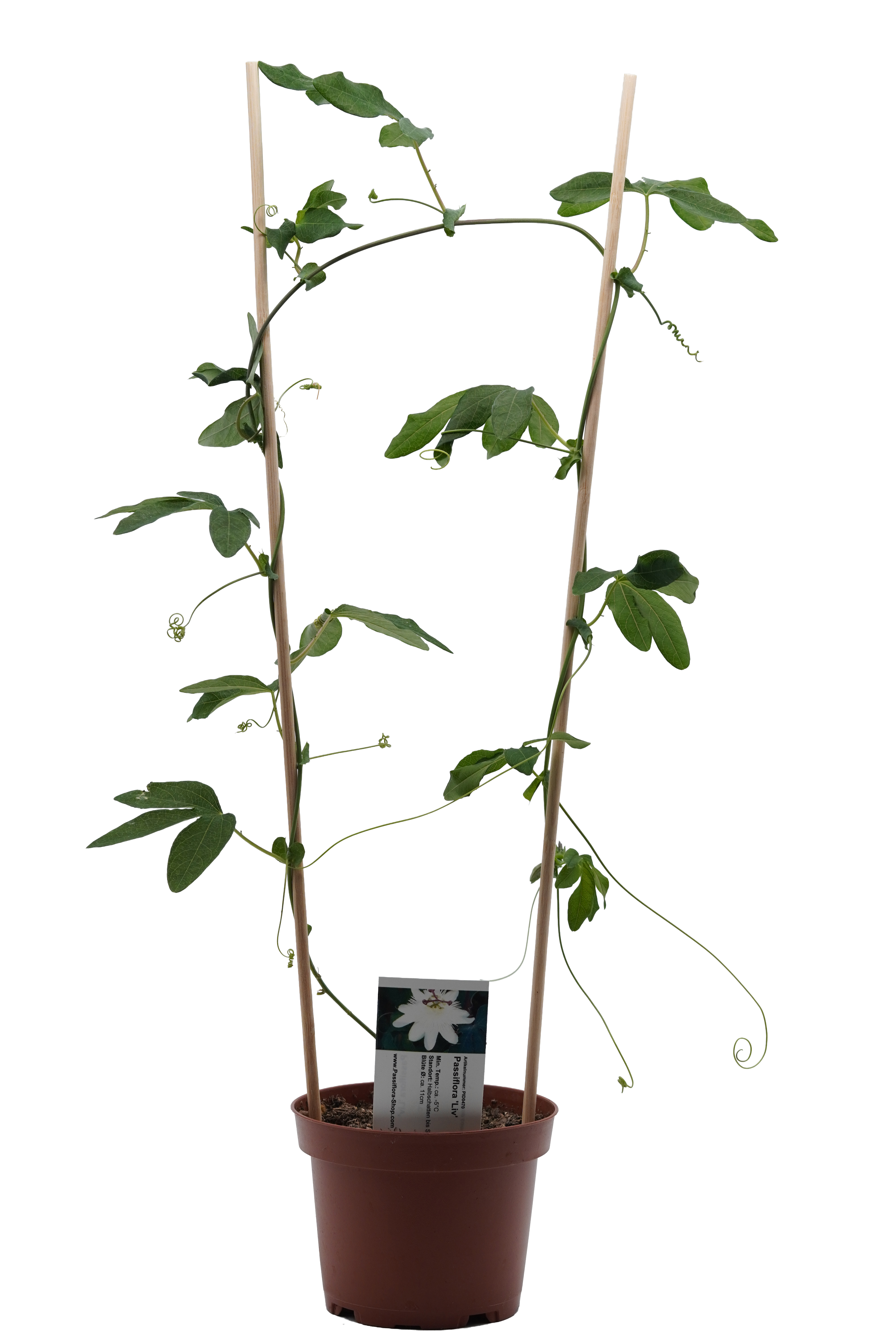 Passiflora 'Liv'
