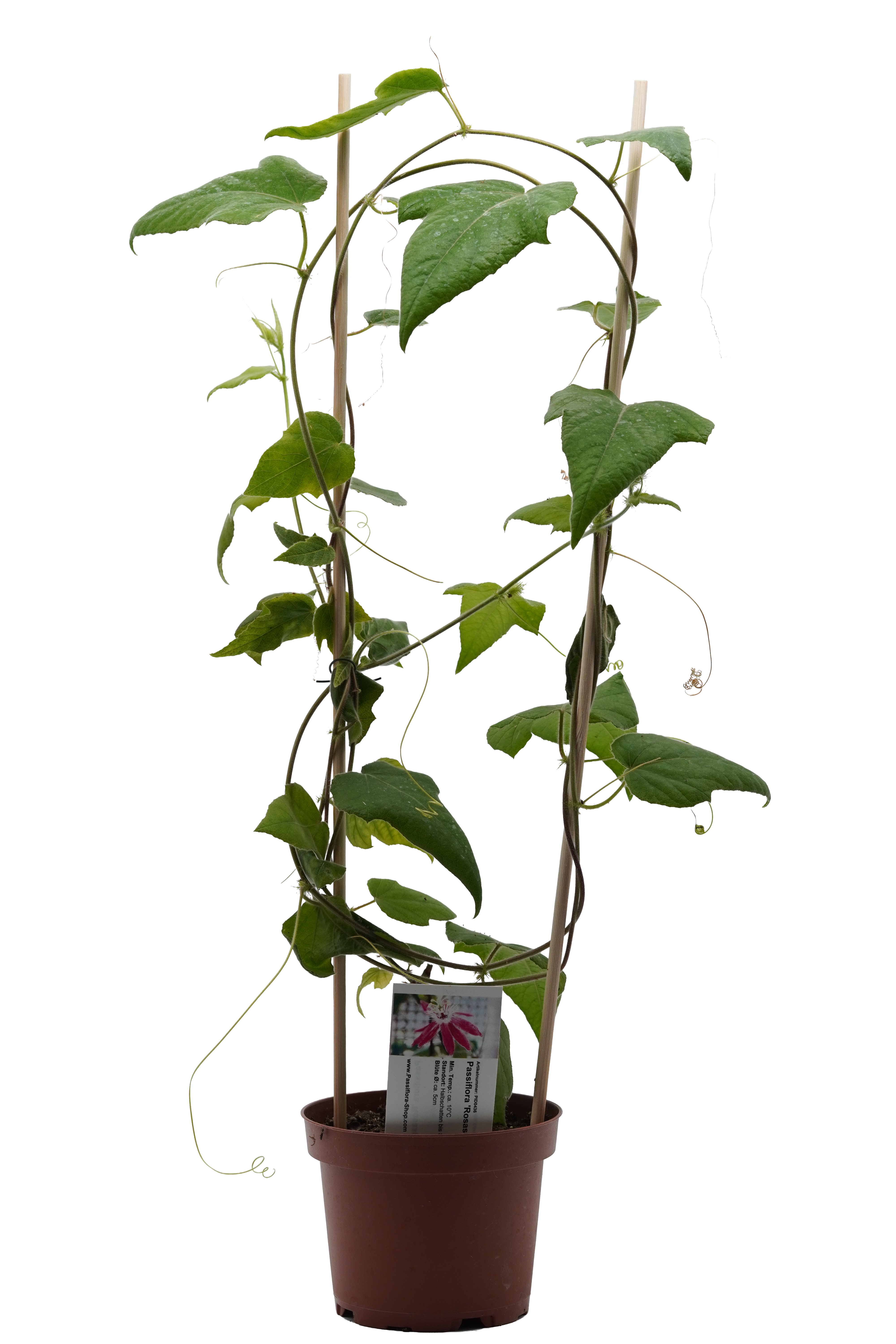 Passiflora 'Rosaspina'