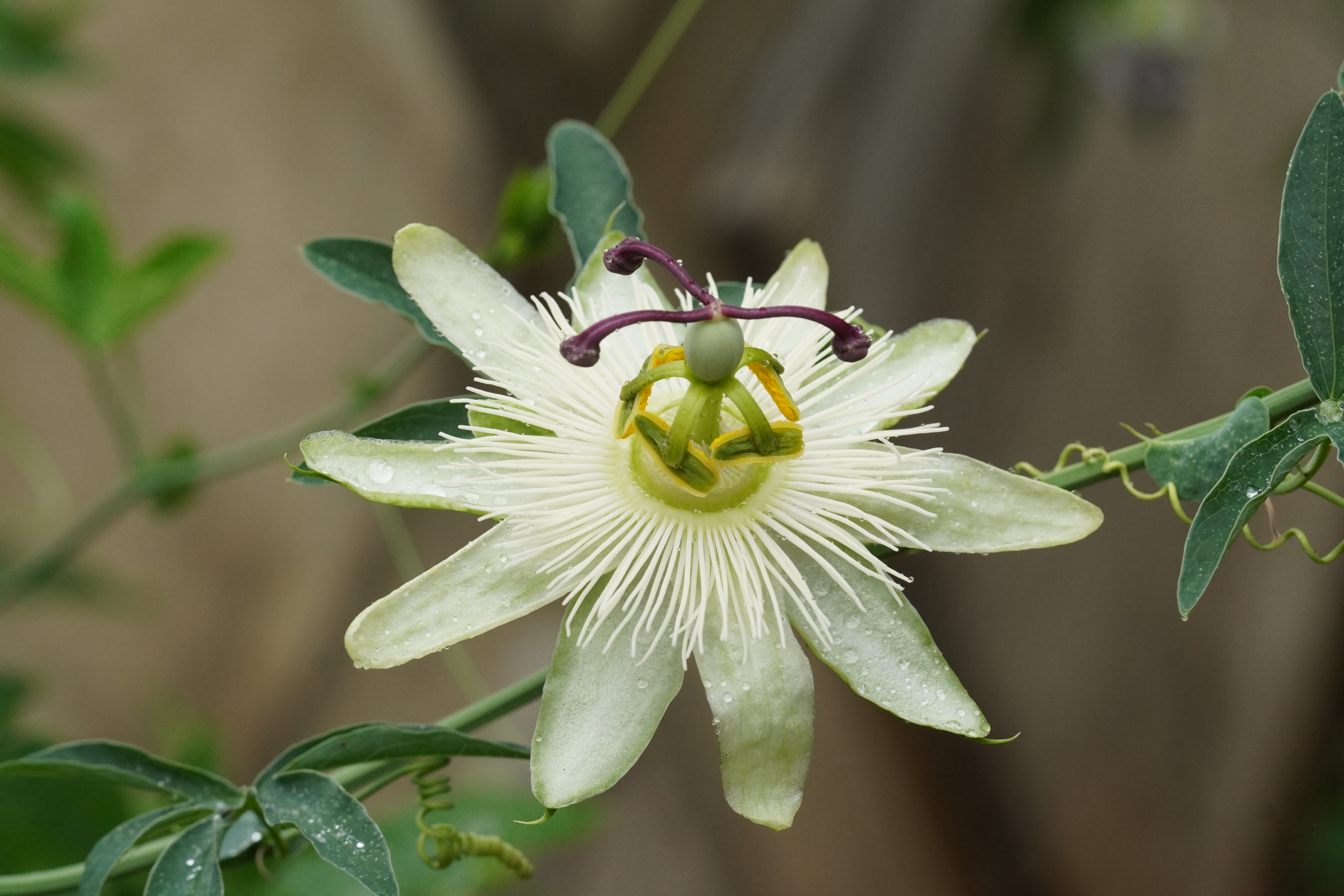 Passiflora 'Mini Me'