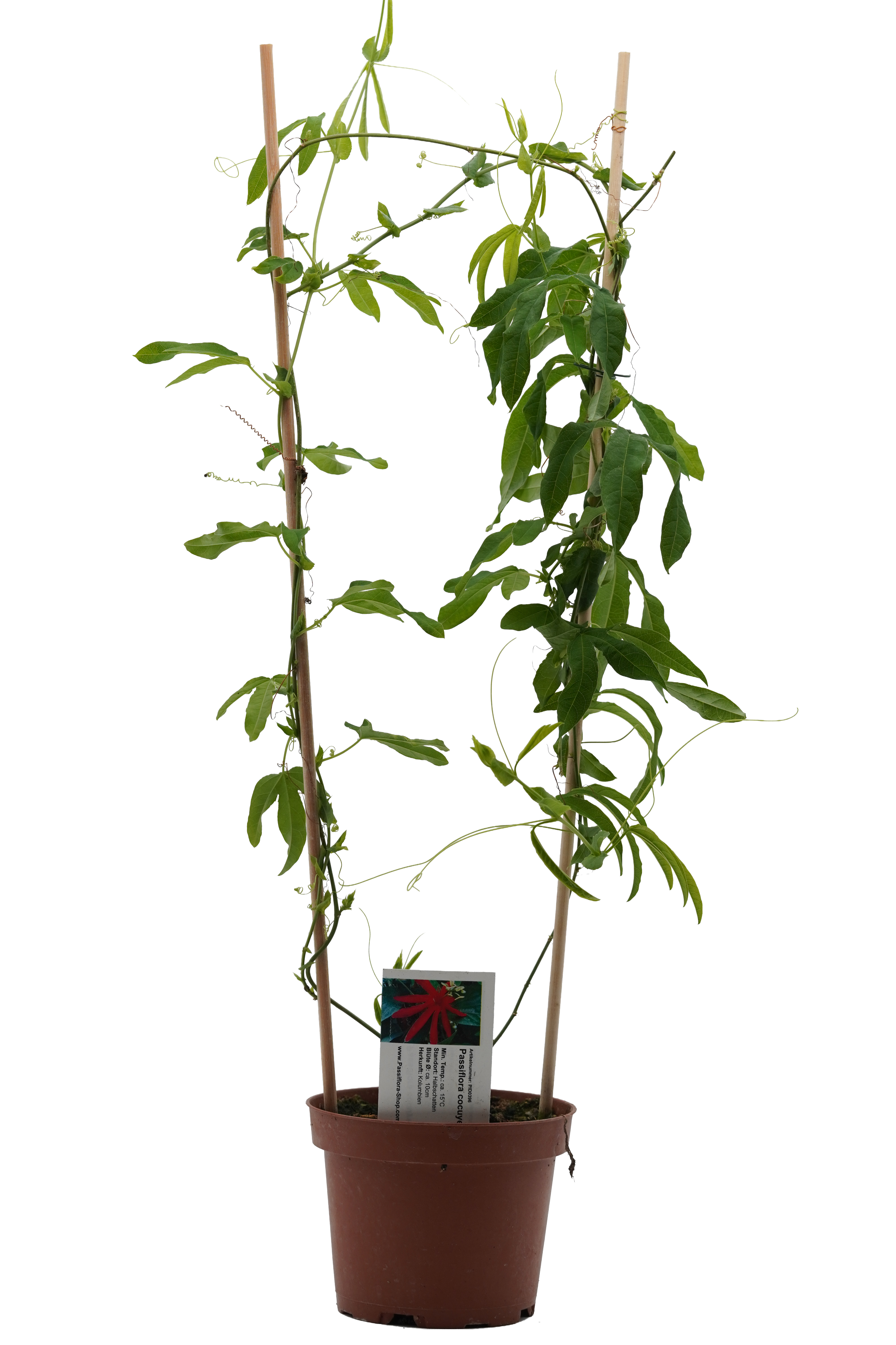 Passiflora cocuyensis