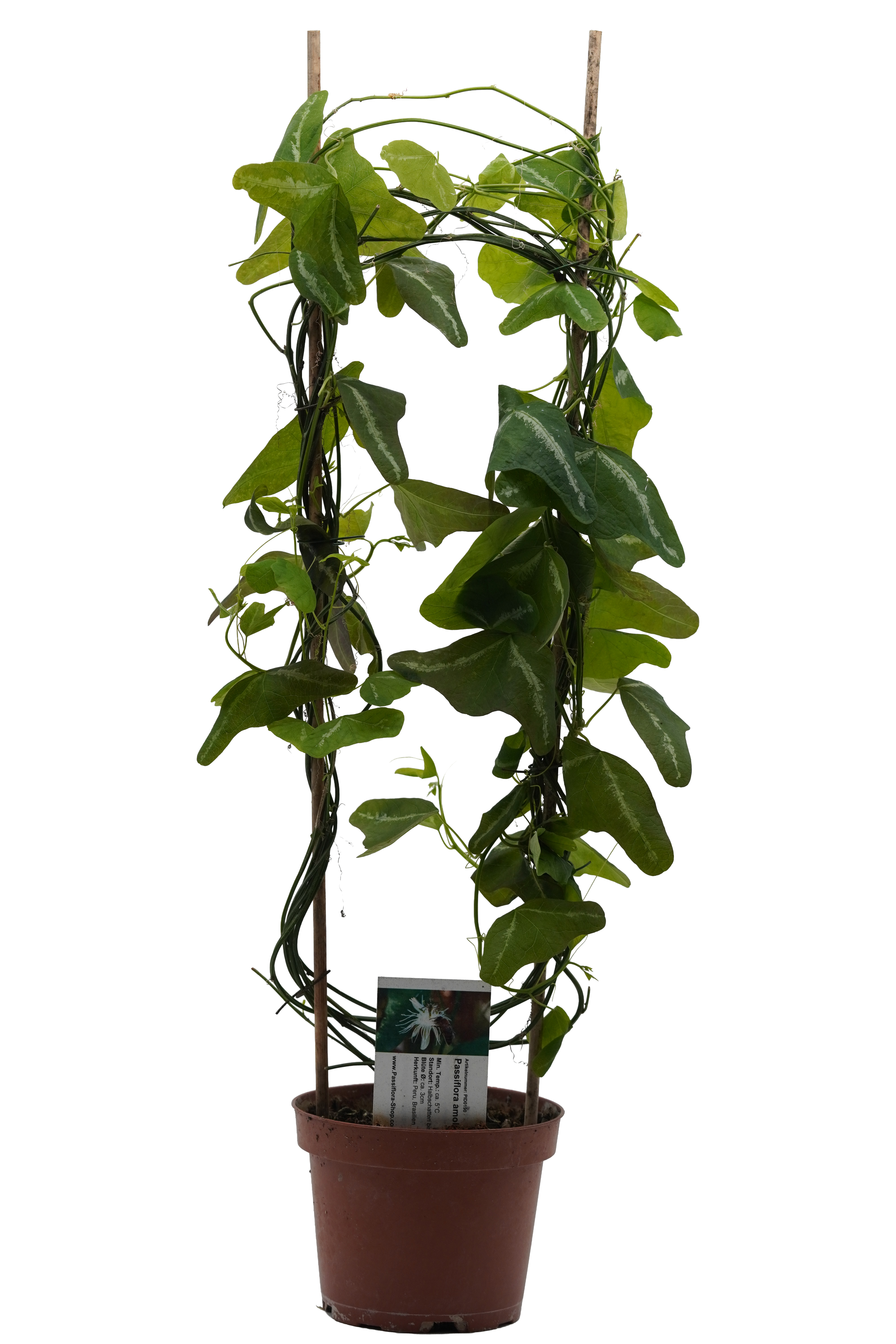 Passiflora amolocarpa