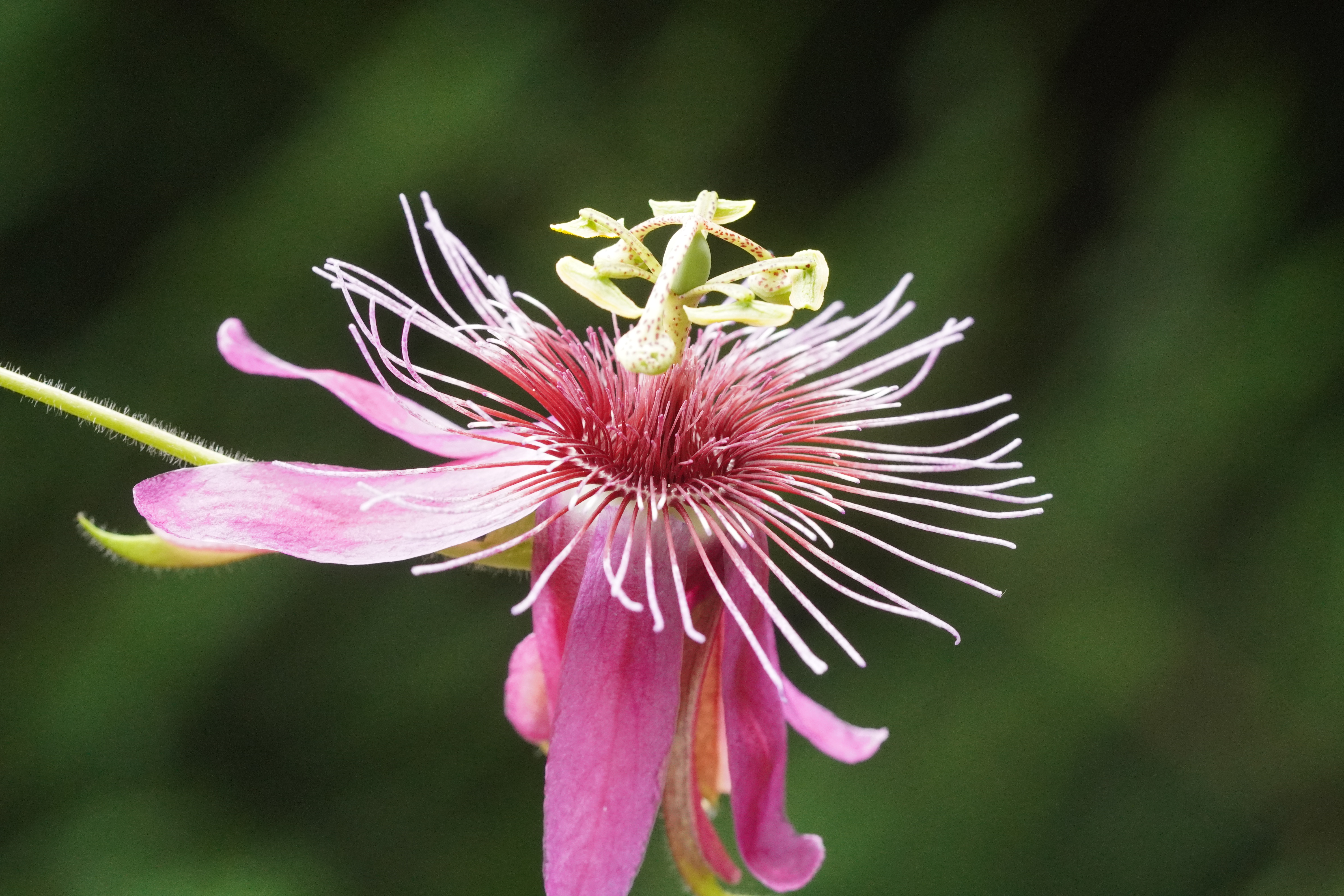 Passiflora 'Queen Guinevere'