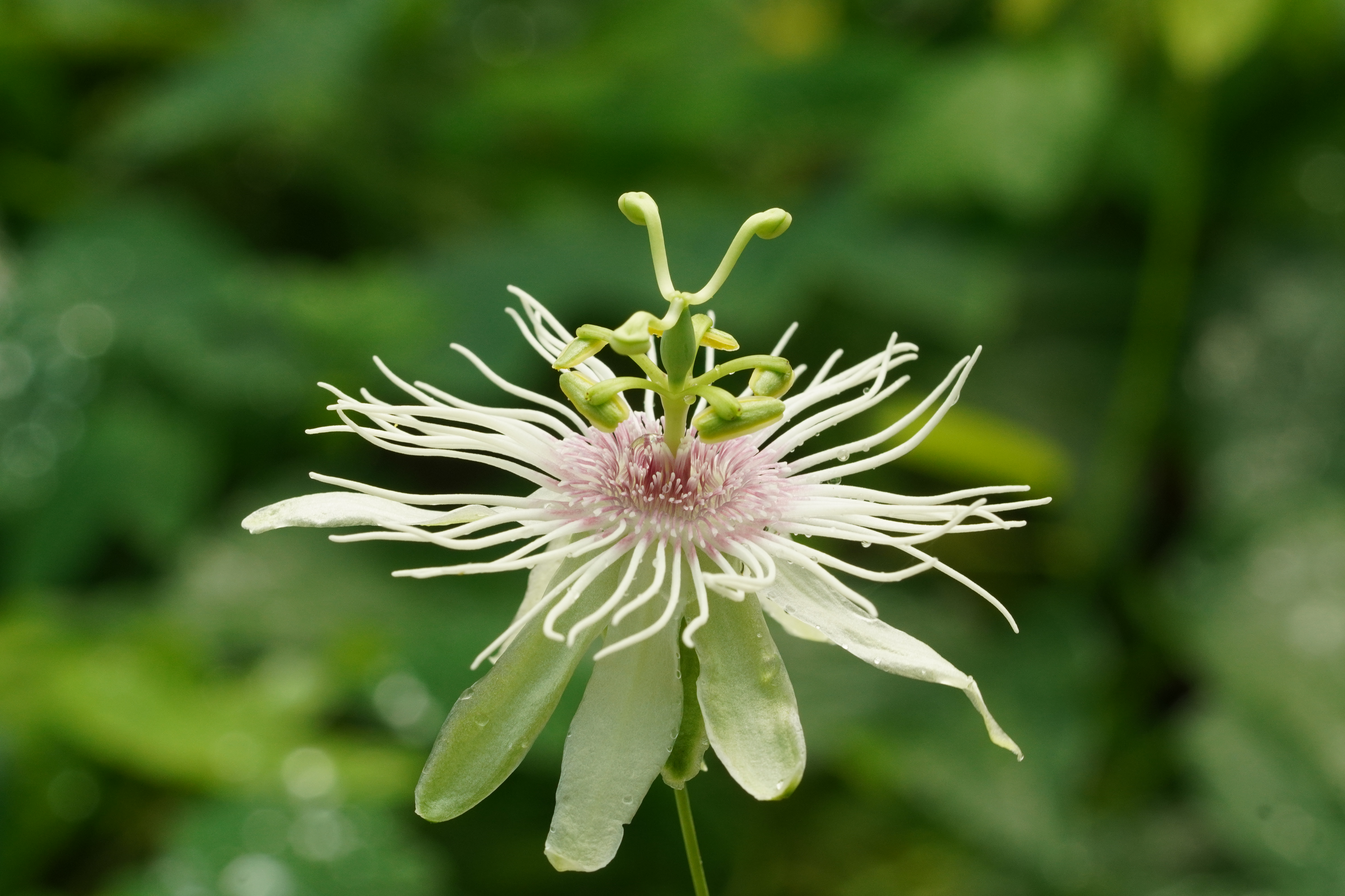 Passiflora lehmannii