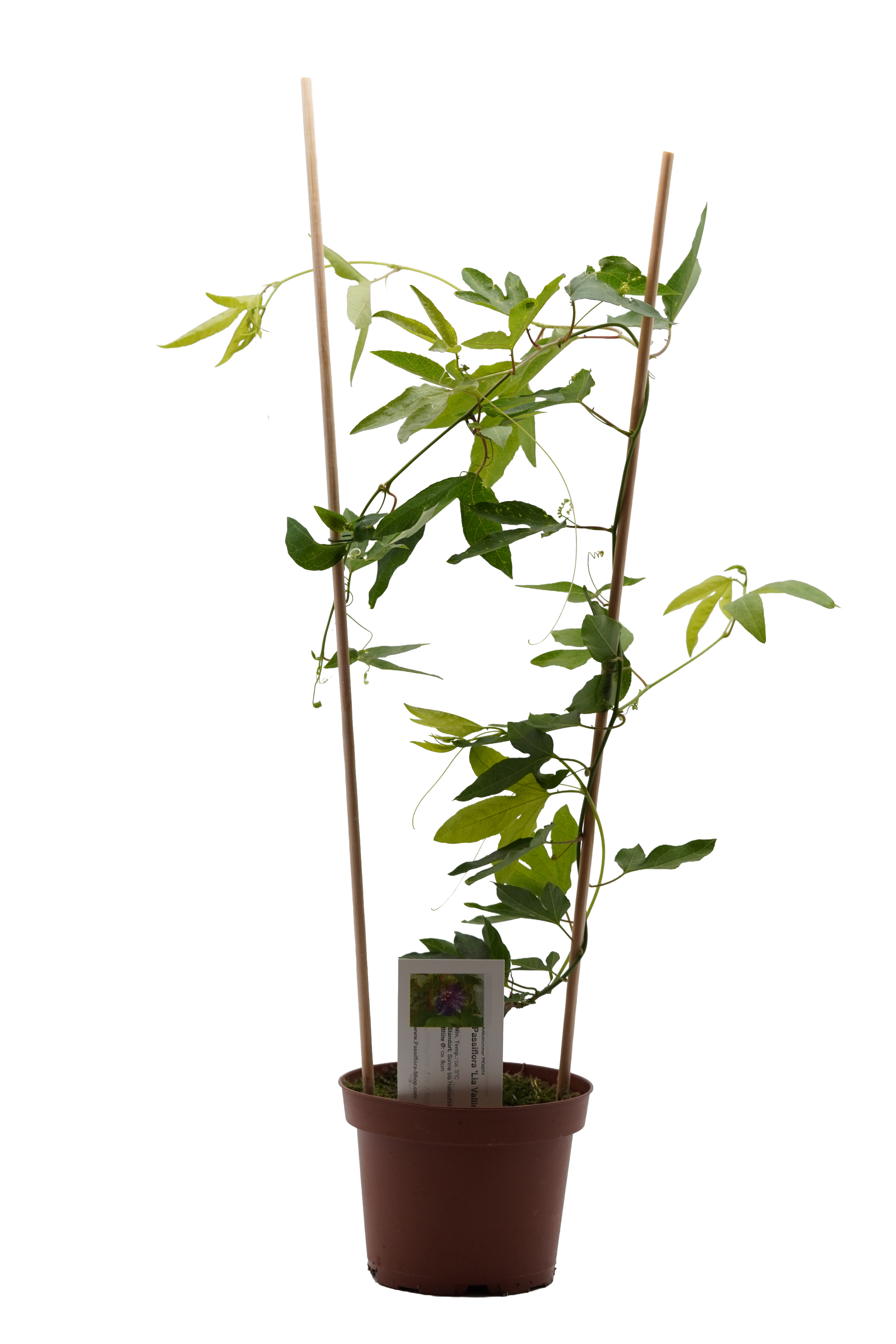 Passiflora 'Lia Vallini'