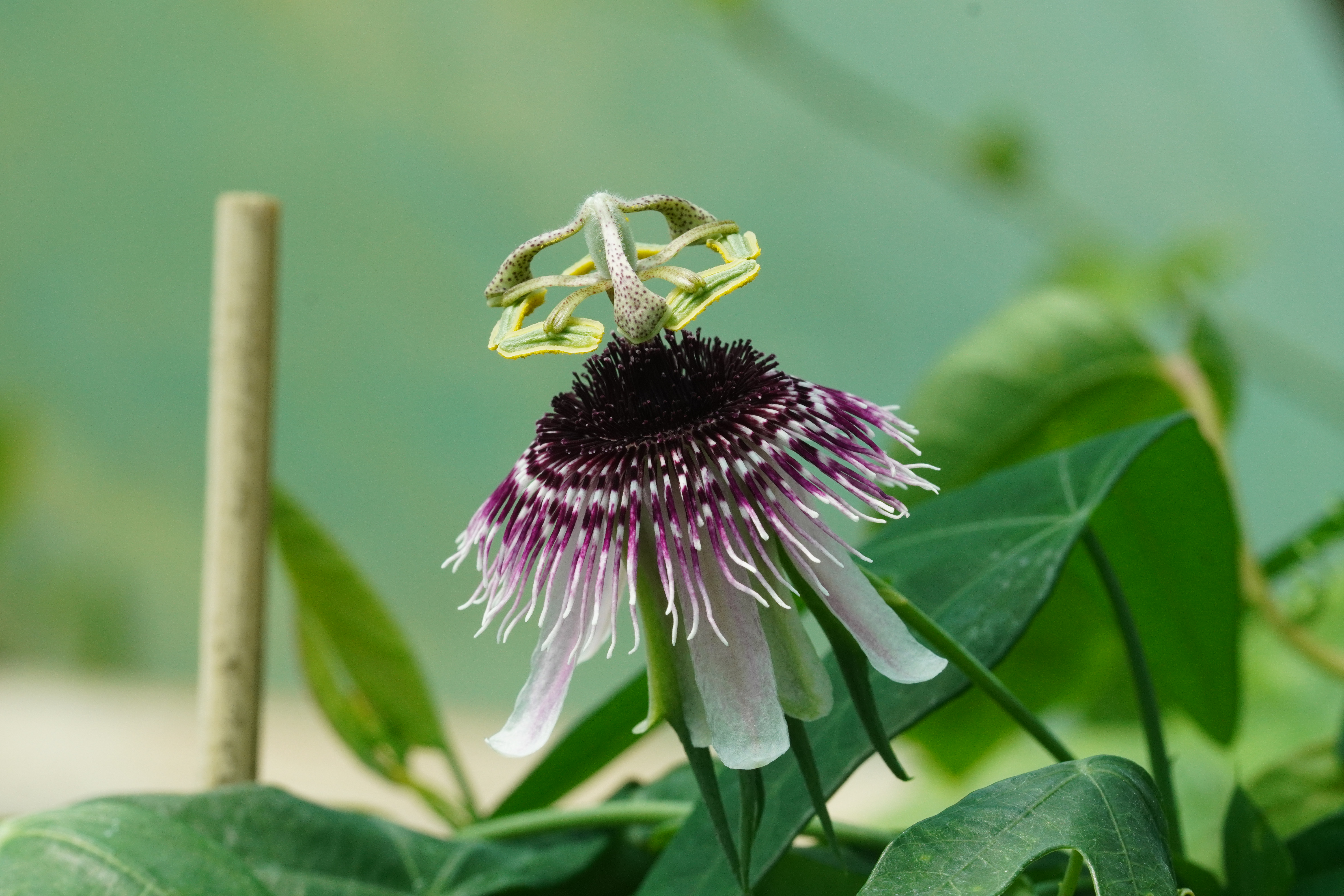 Passiflora amethystina 'Rio Grandina'