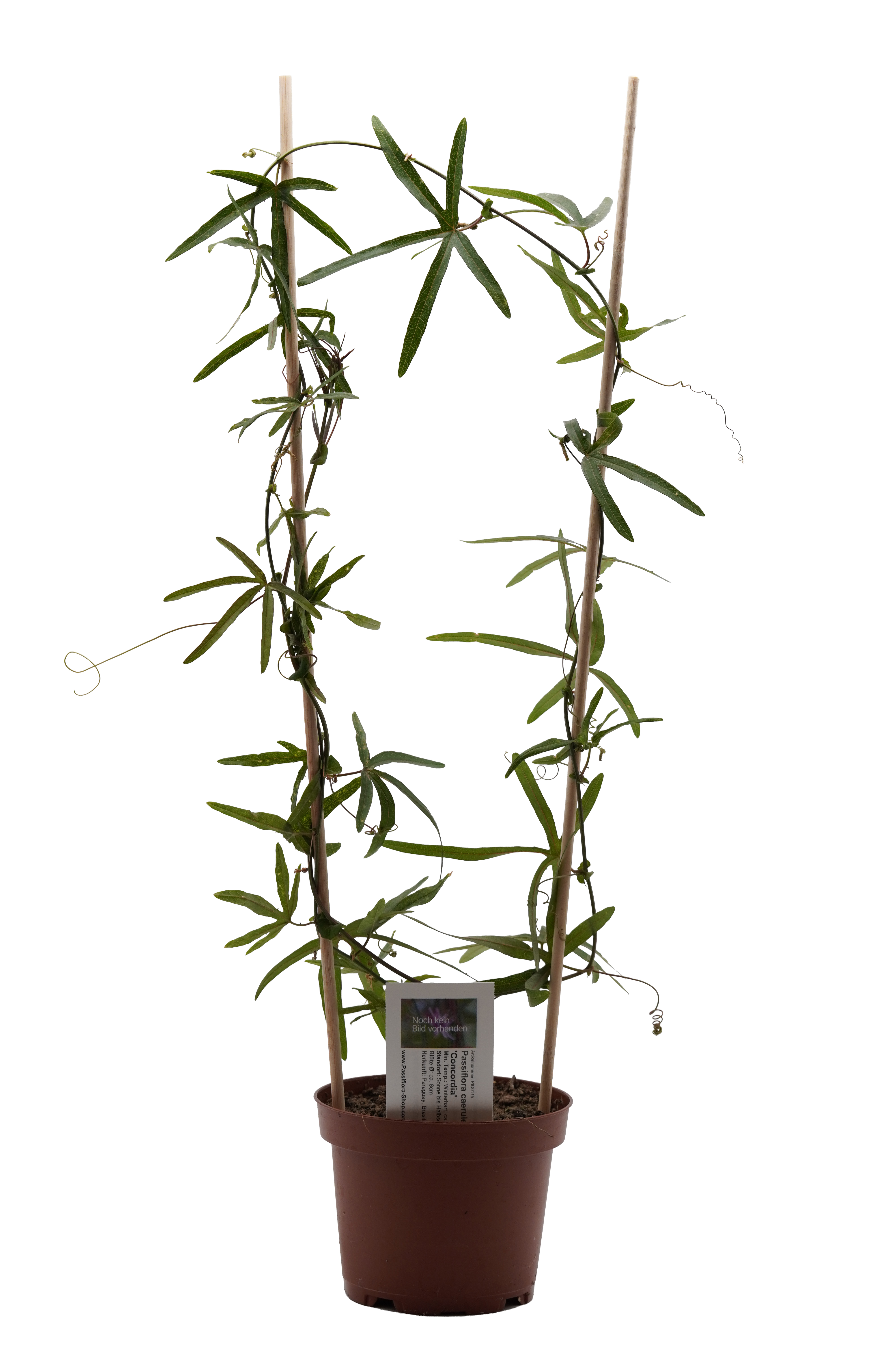 Passiflora caerulea 'Concordia'