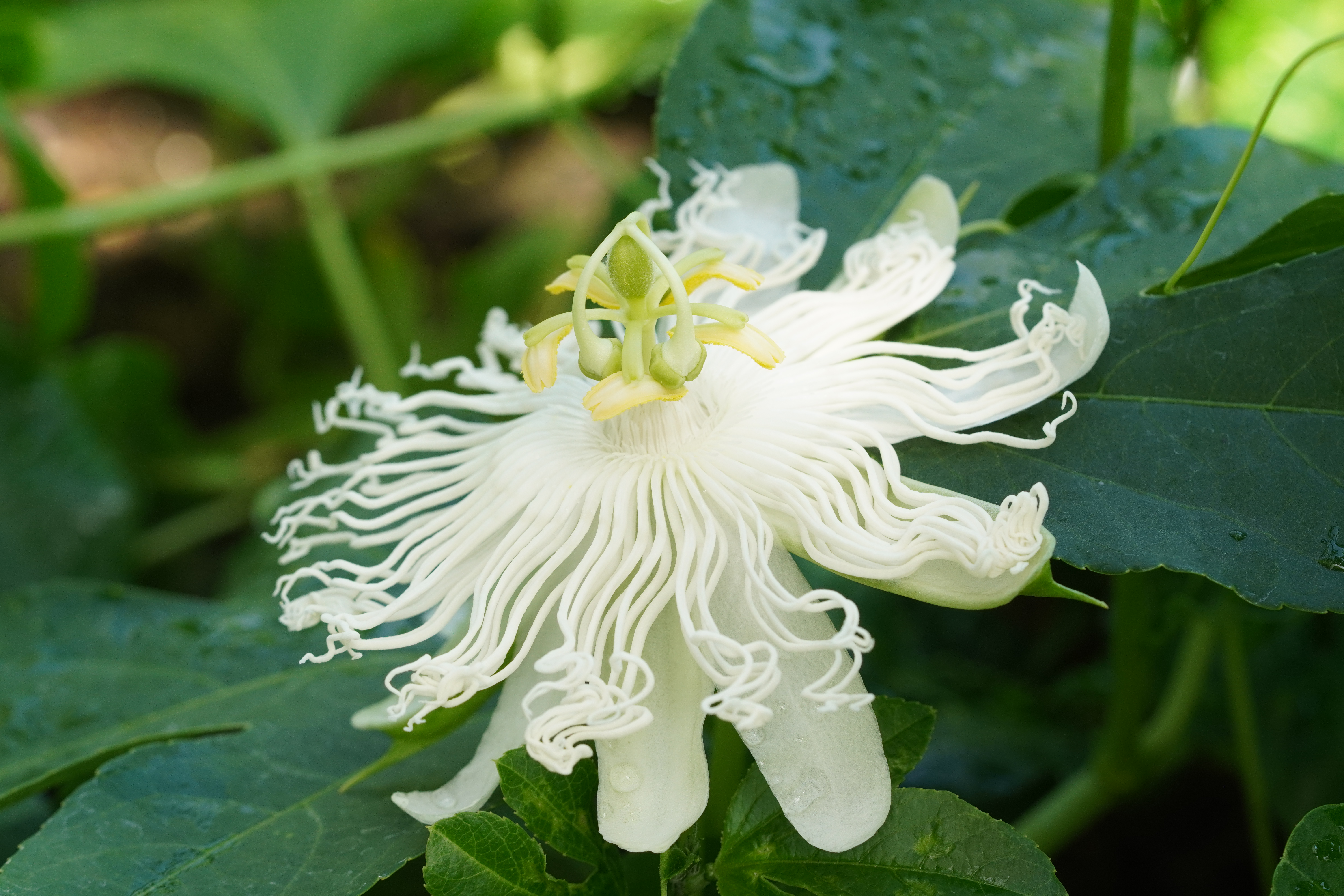 Passiflora incarnata 'Alba'