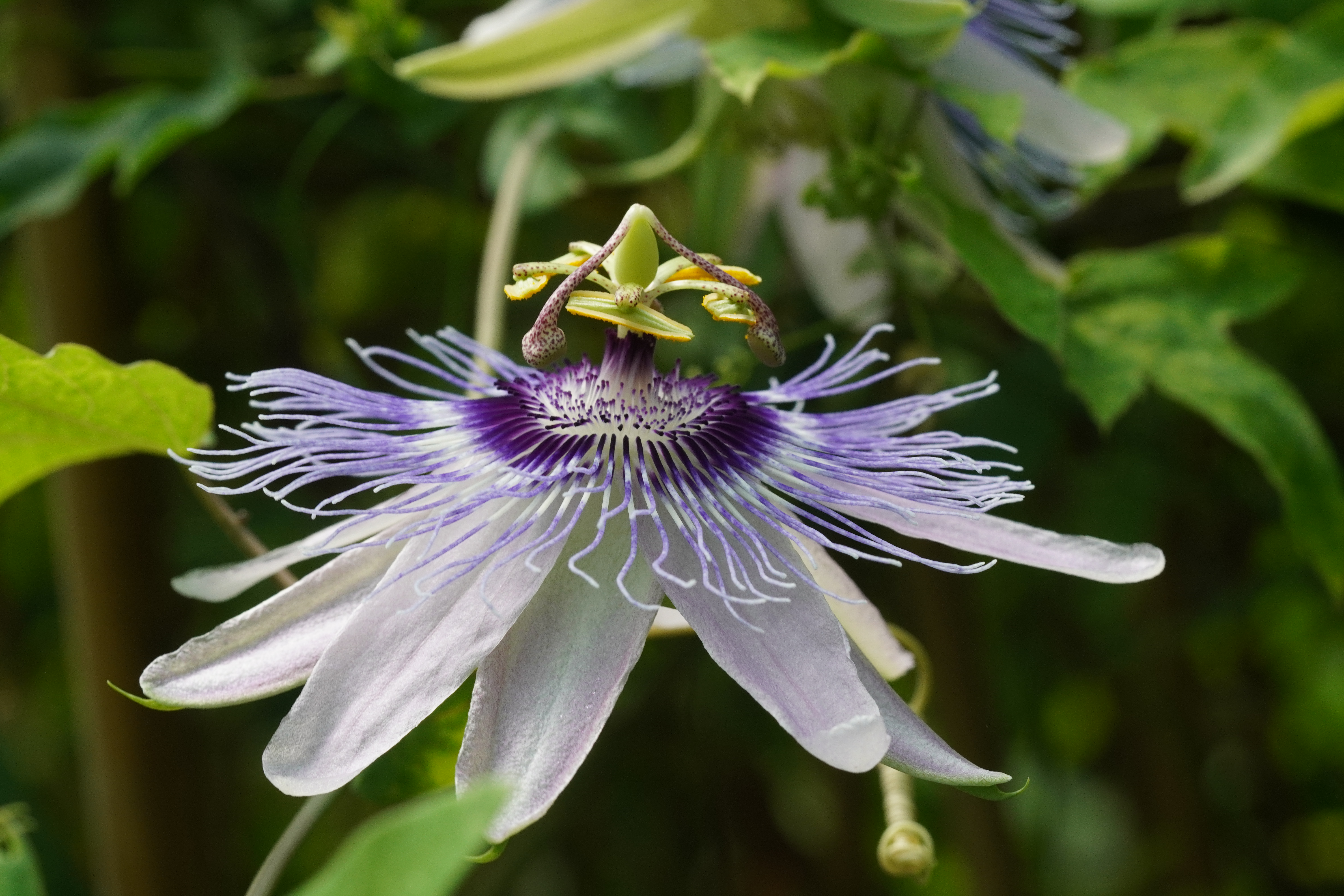 Passiflora 'Lady Cornelia'