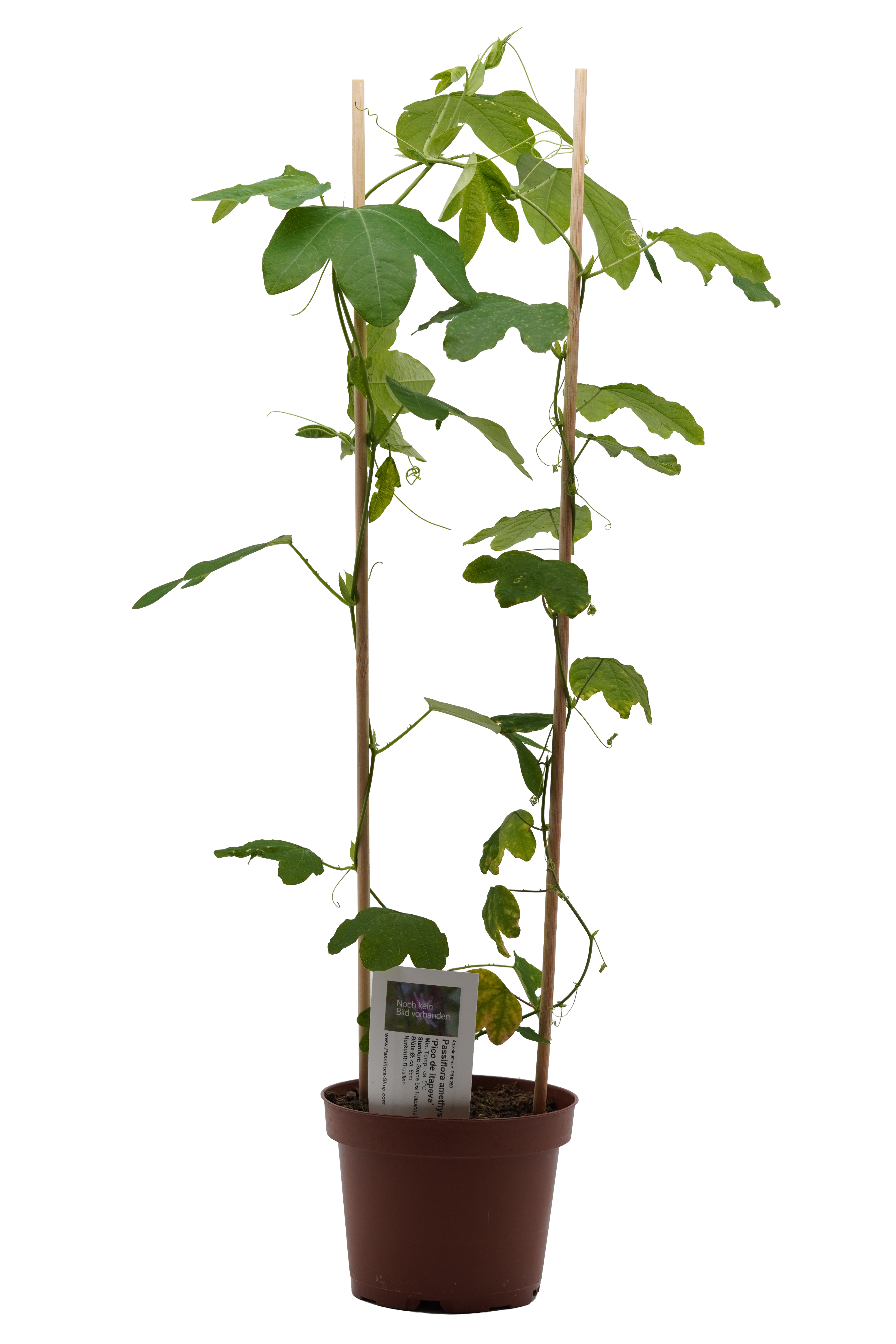 Passiflora amethystina 'Pico de Itapeva'