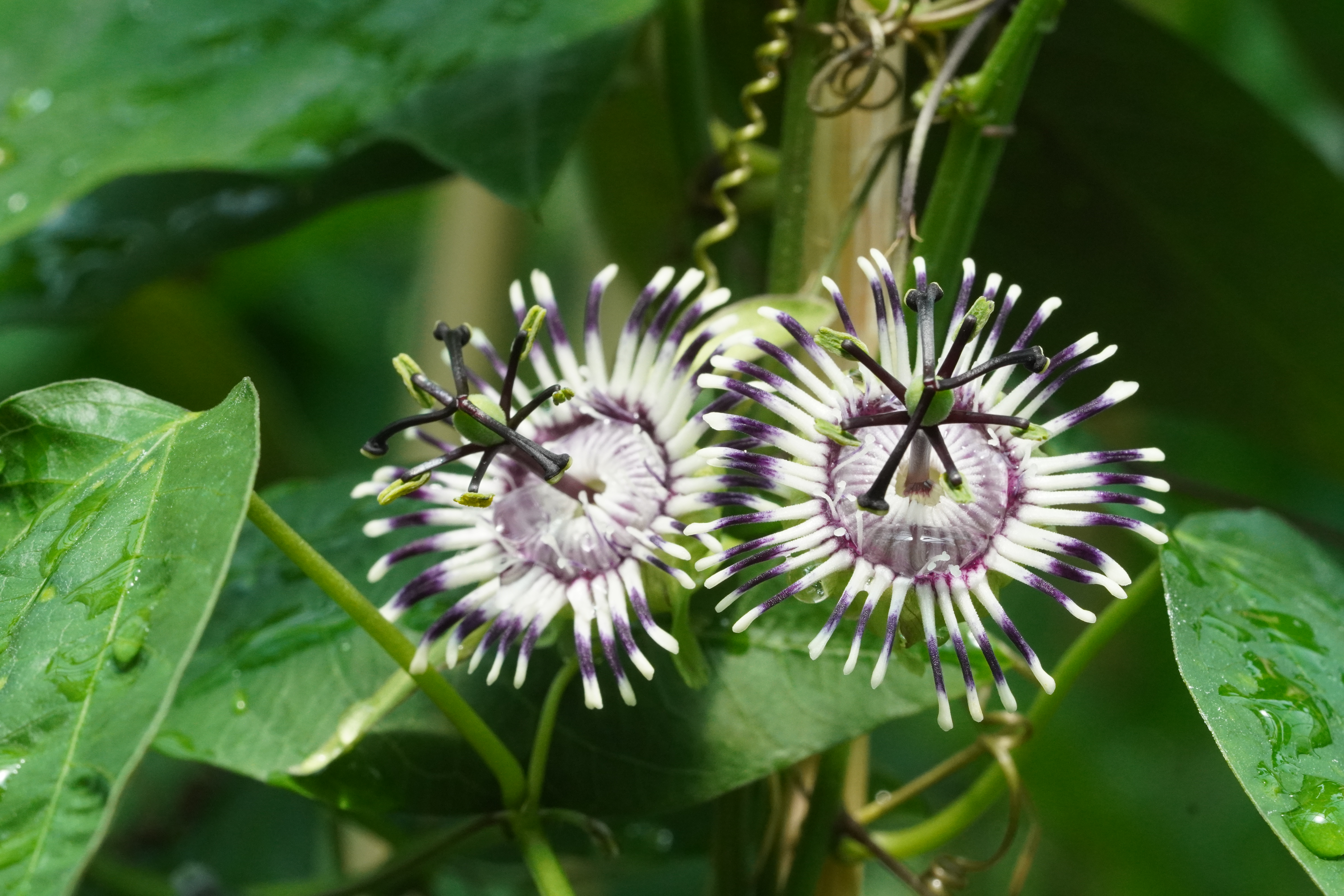 Passiflora porophylla 'Cunha'