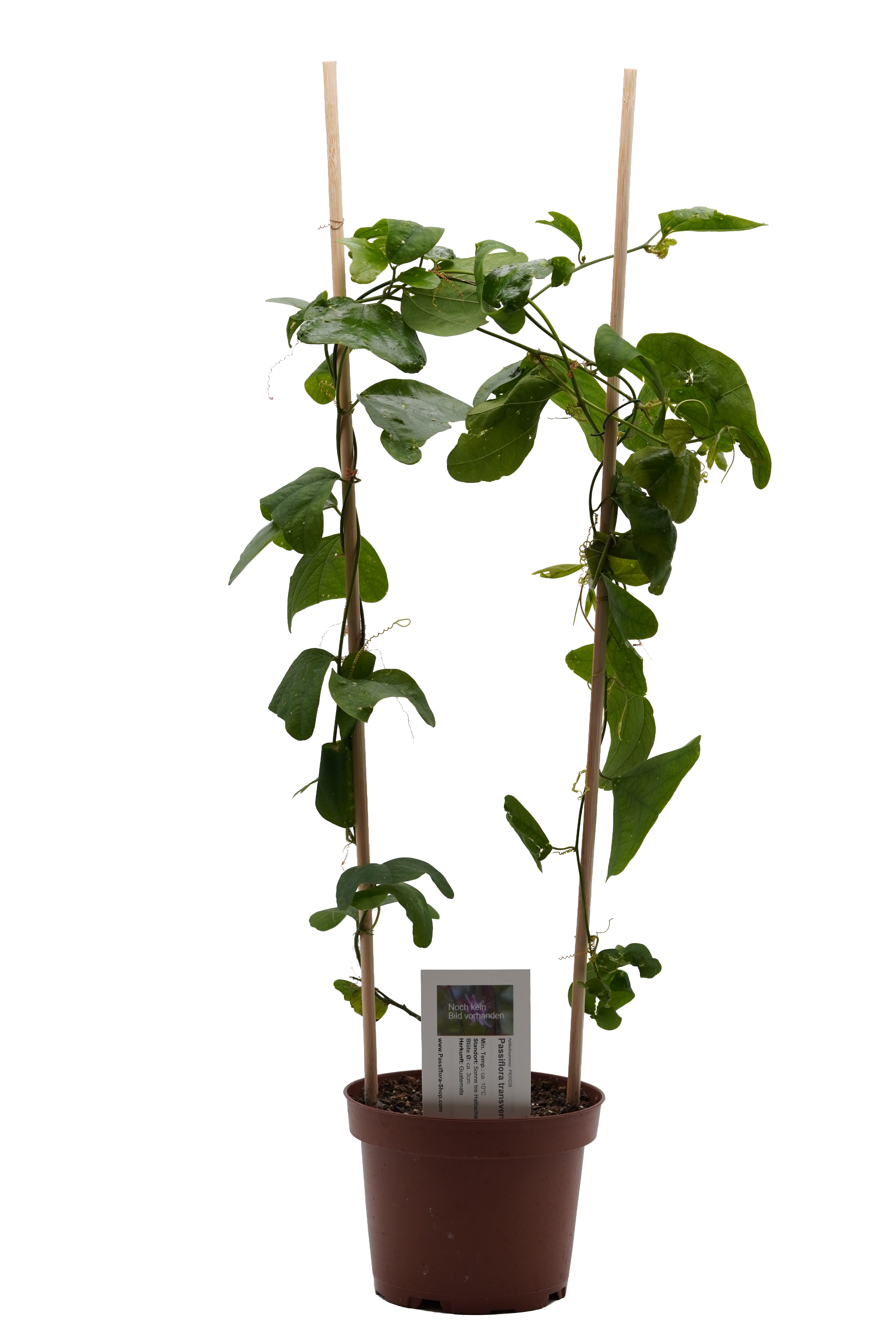 Passiflora transversa