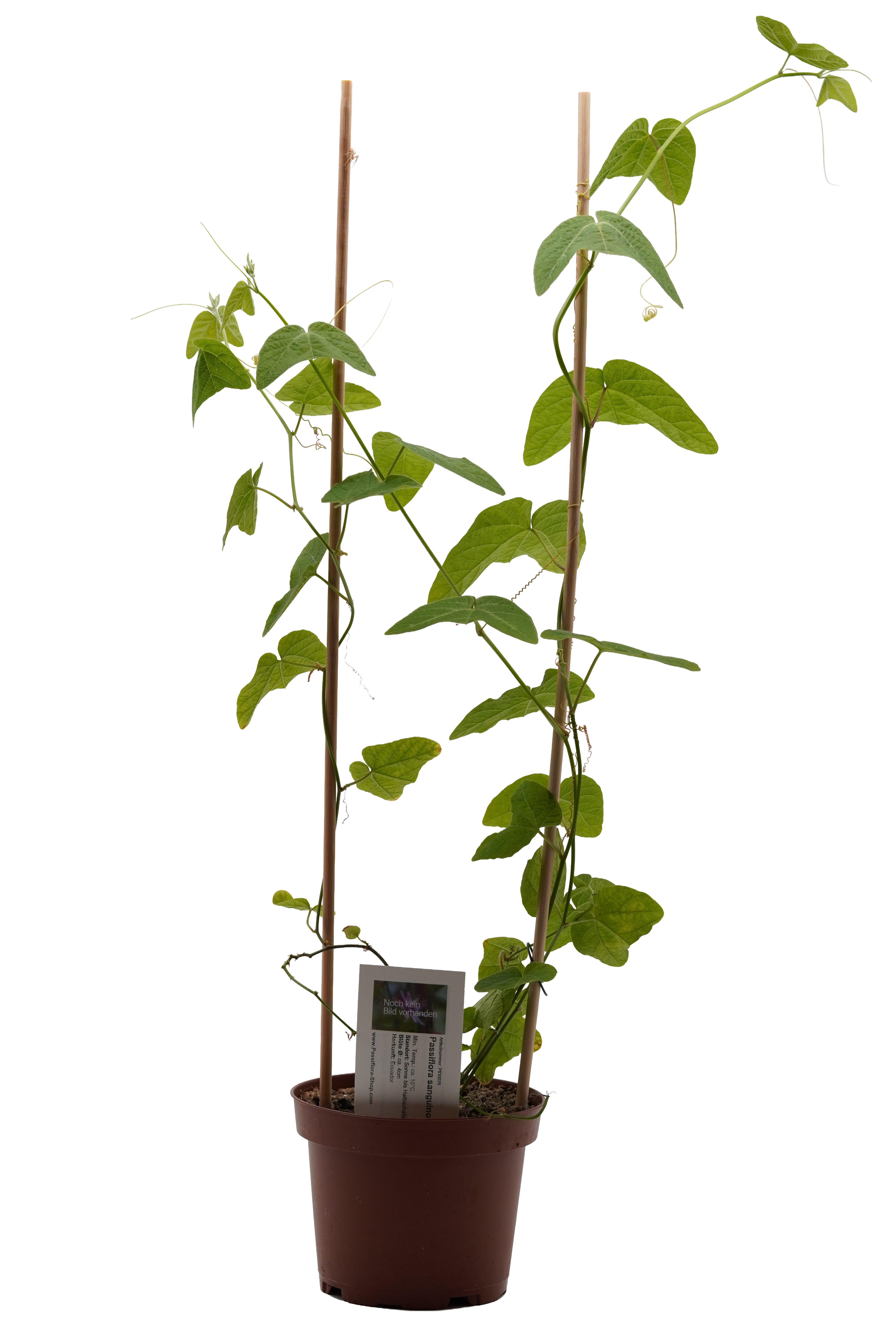 Passiflora sanguinolenta