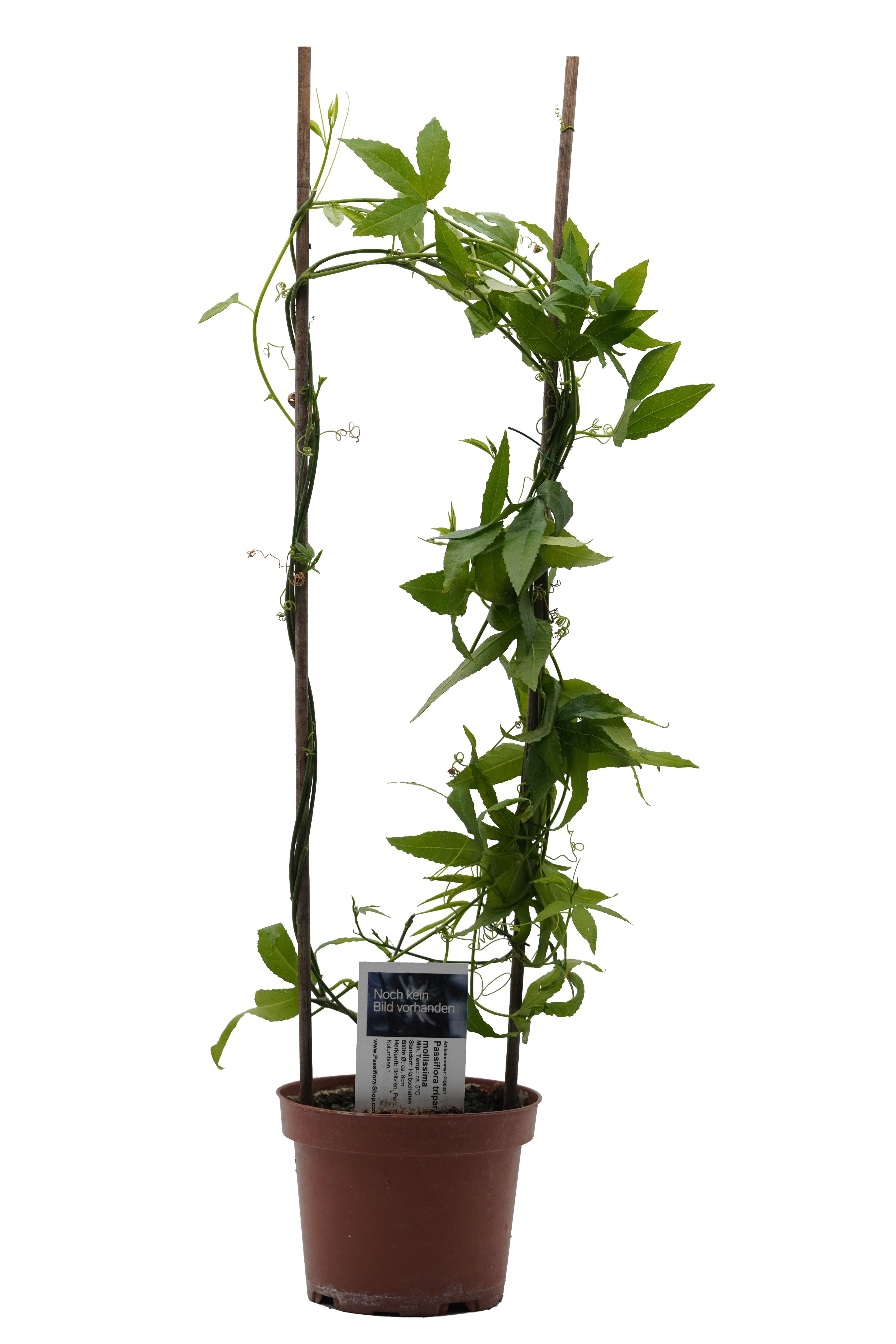 Passiflora tripartita var. mollissima