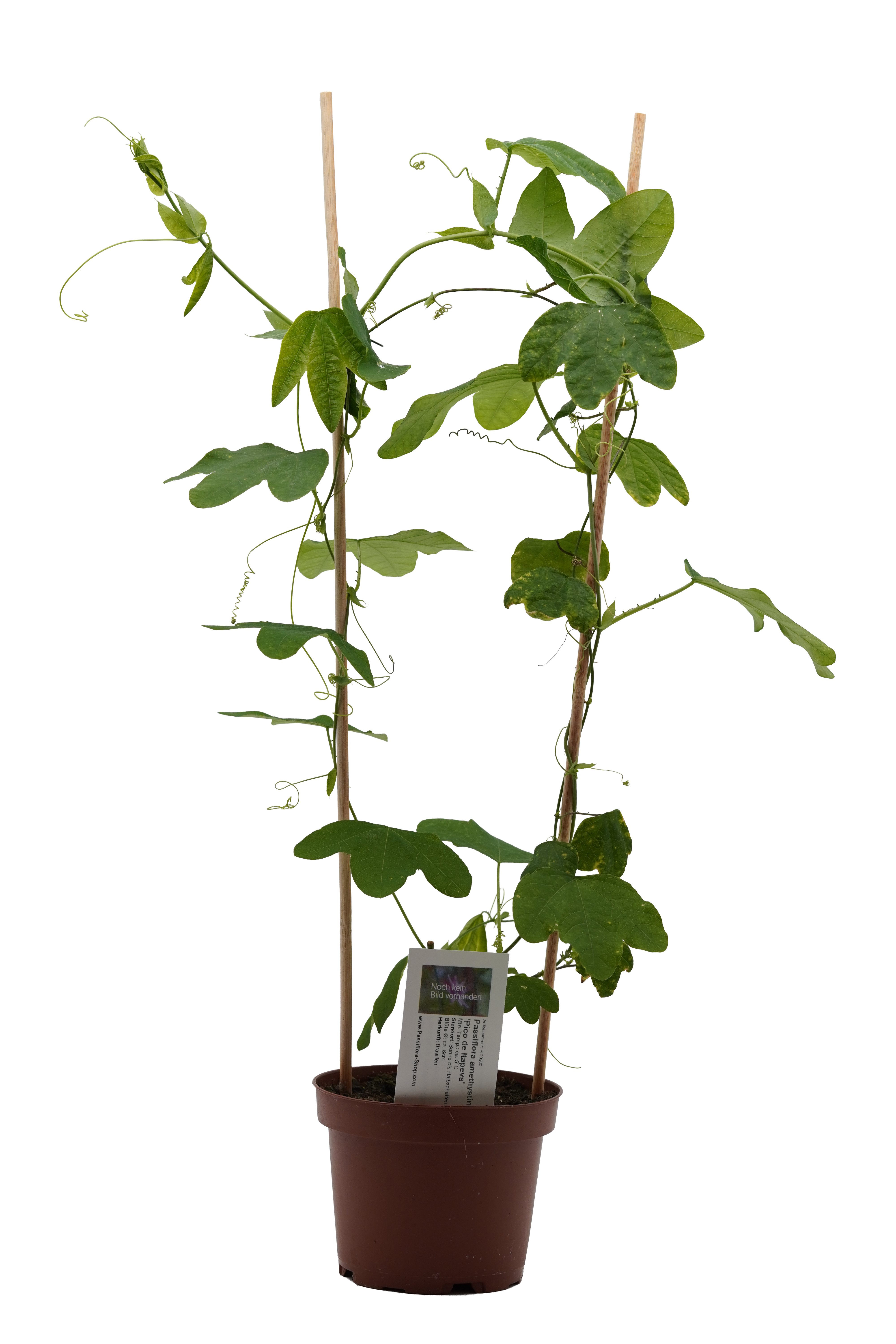 Passiflora amethystina 'Pico de Itapeva'