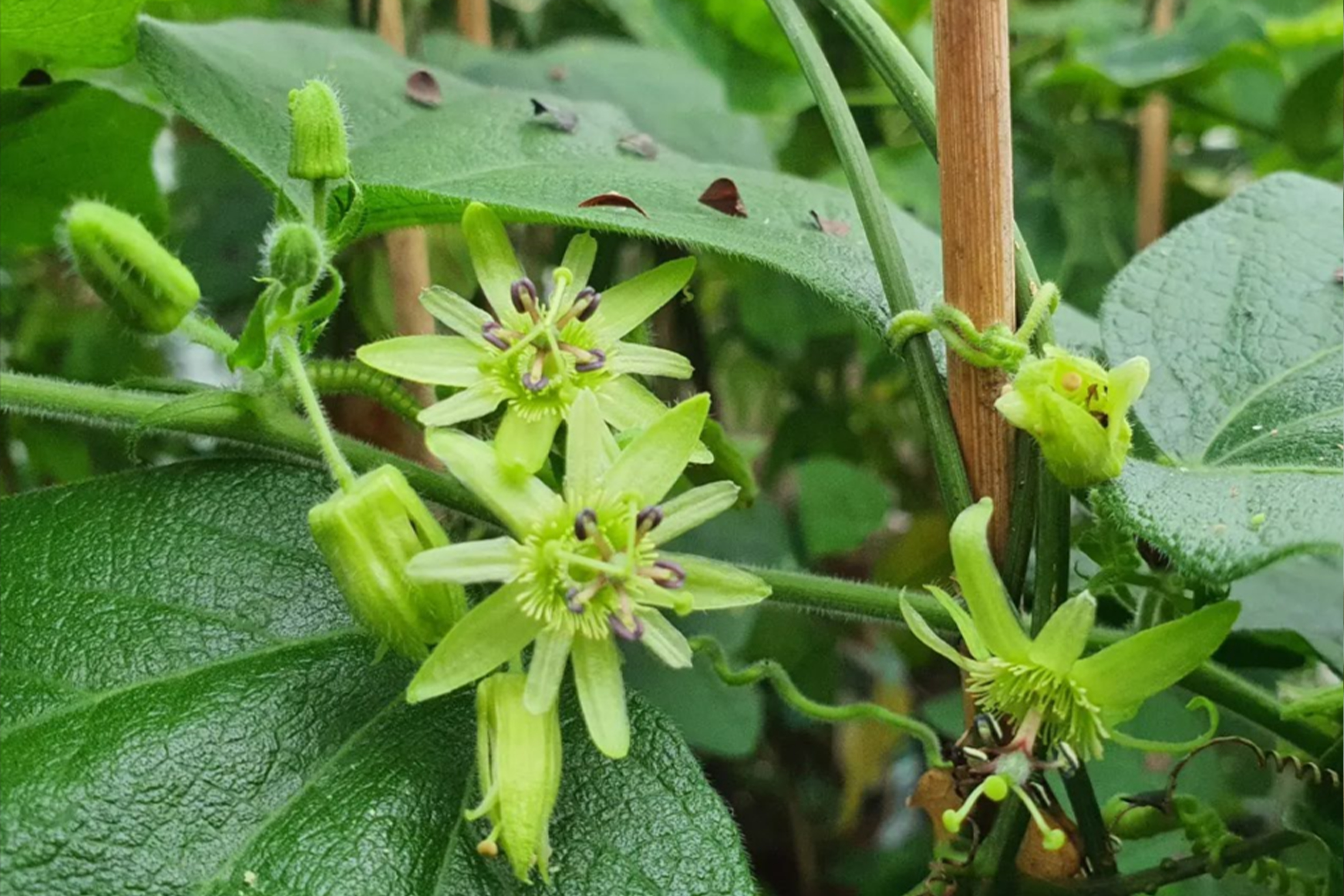 Passiflora rugosissima