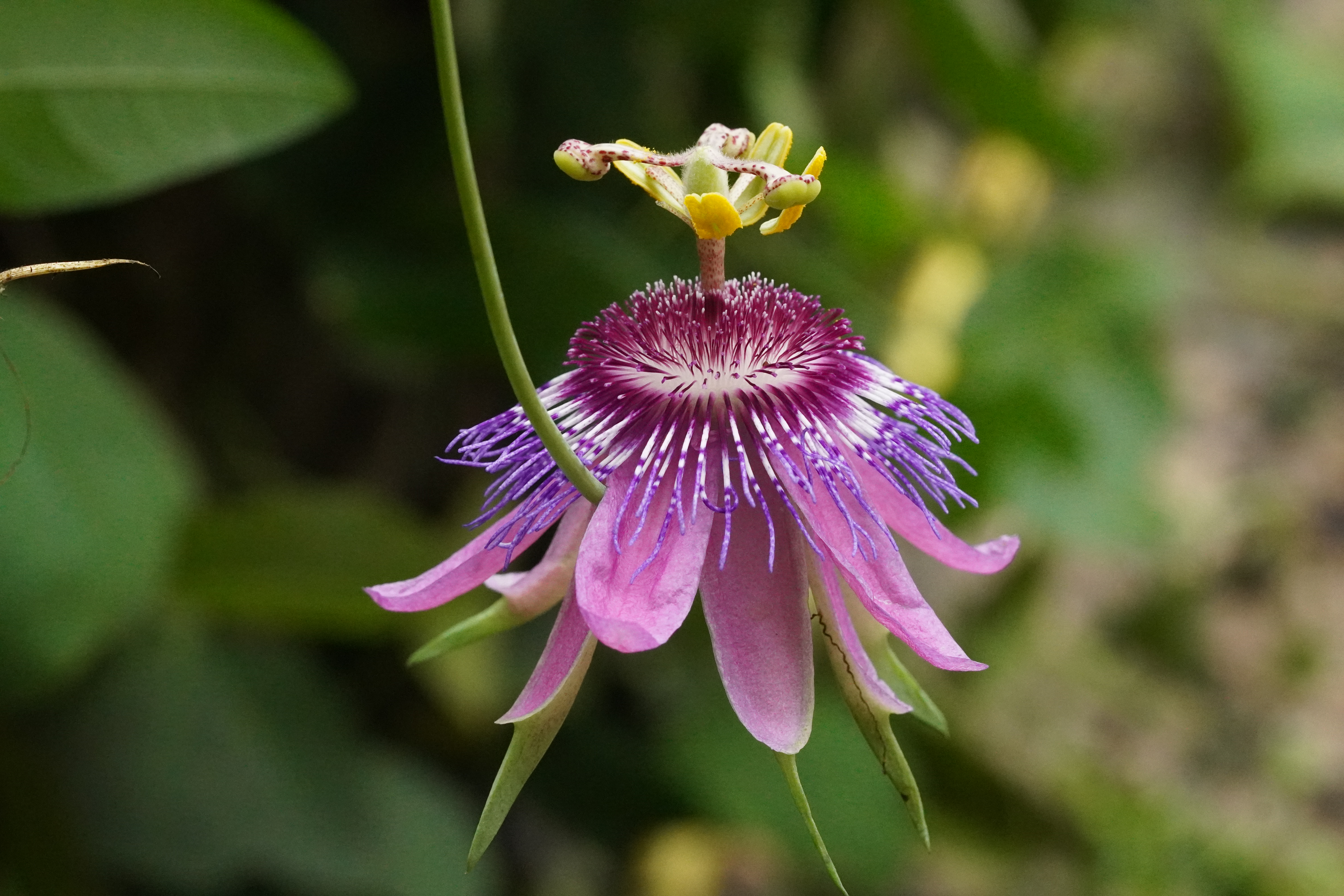 Passiflora 'Yola'