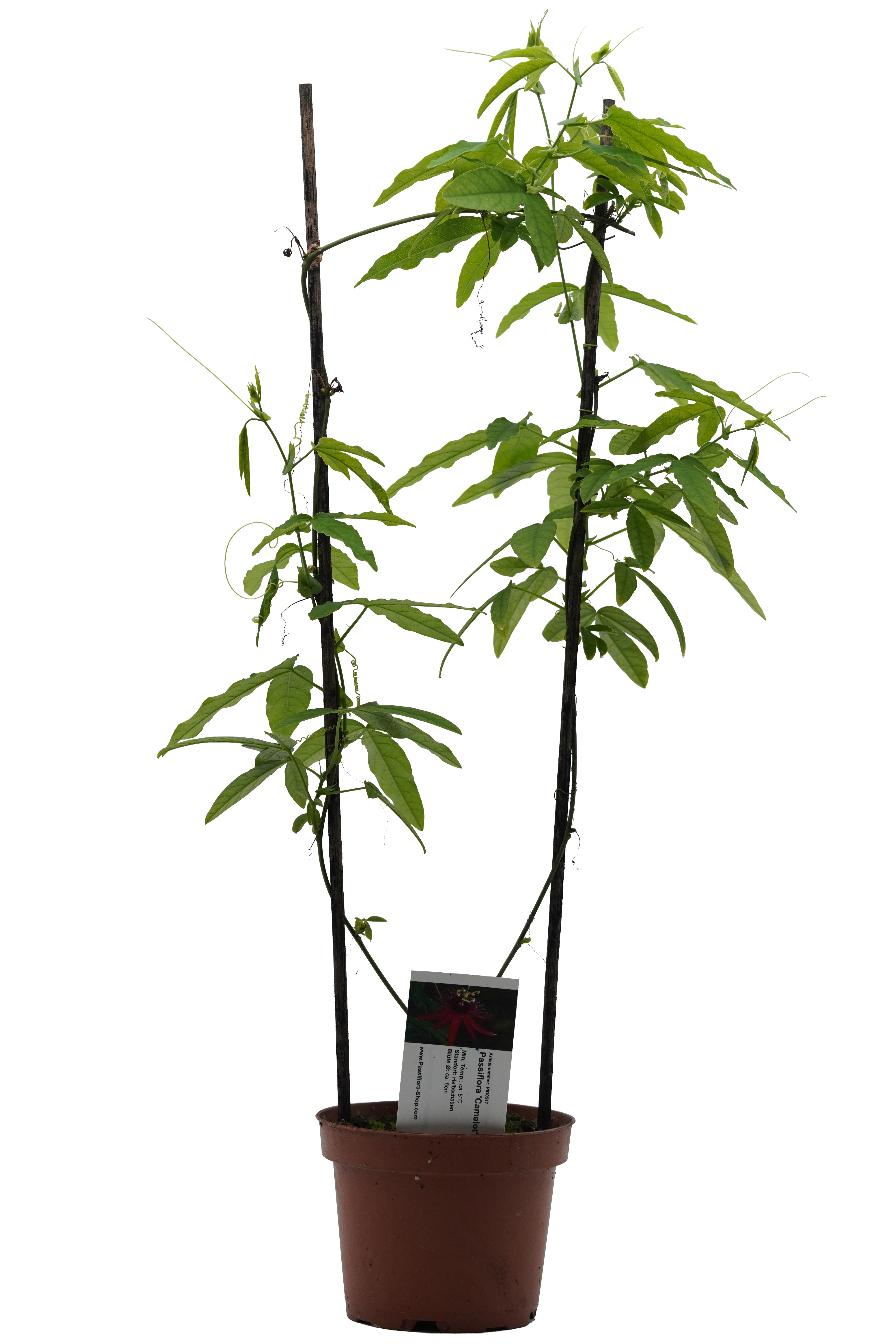 Passiflora 'Camelot'