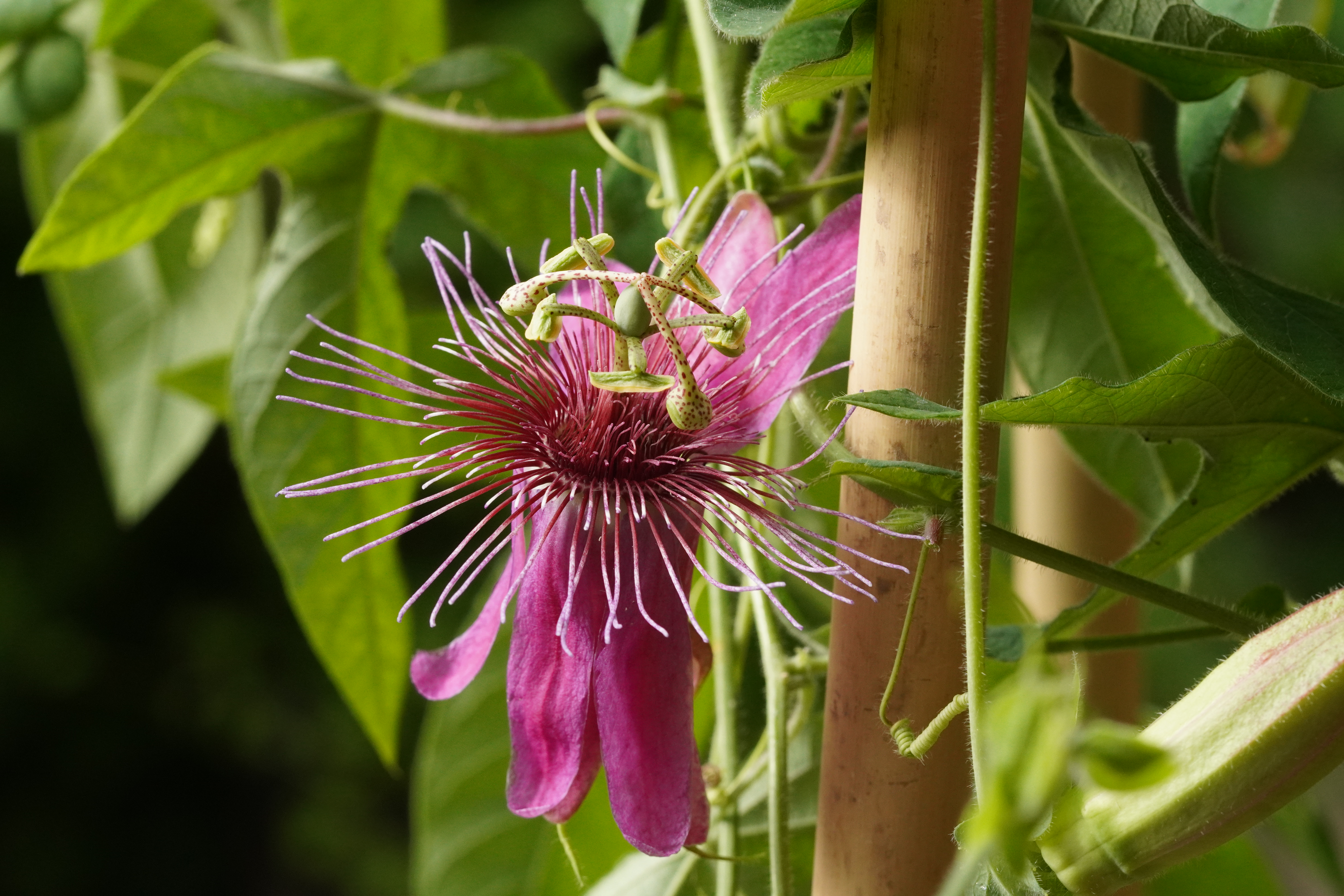 Passiflora 'Queen Guinevere'