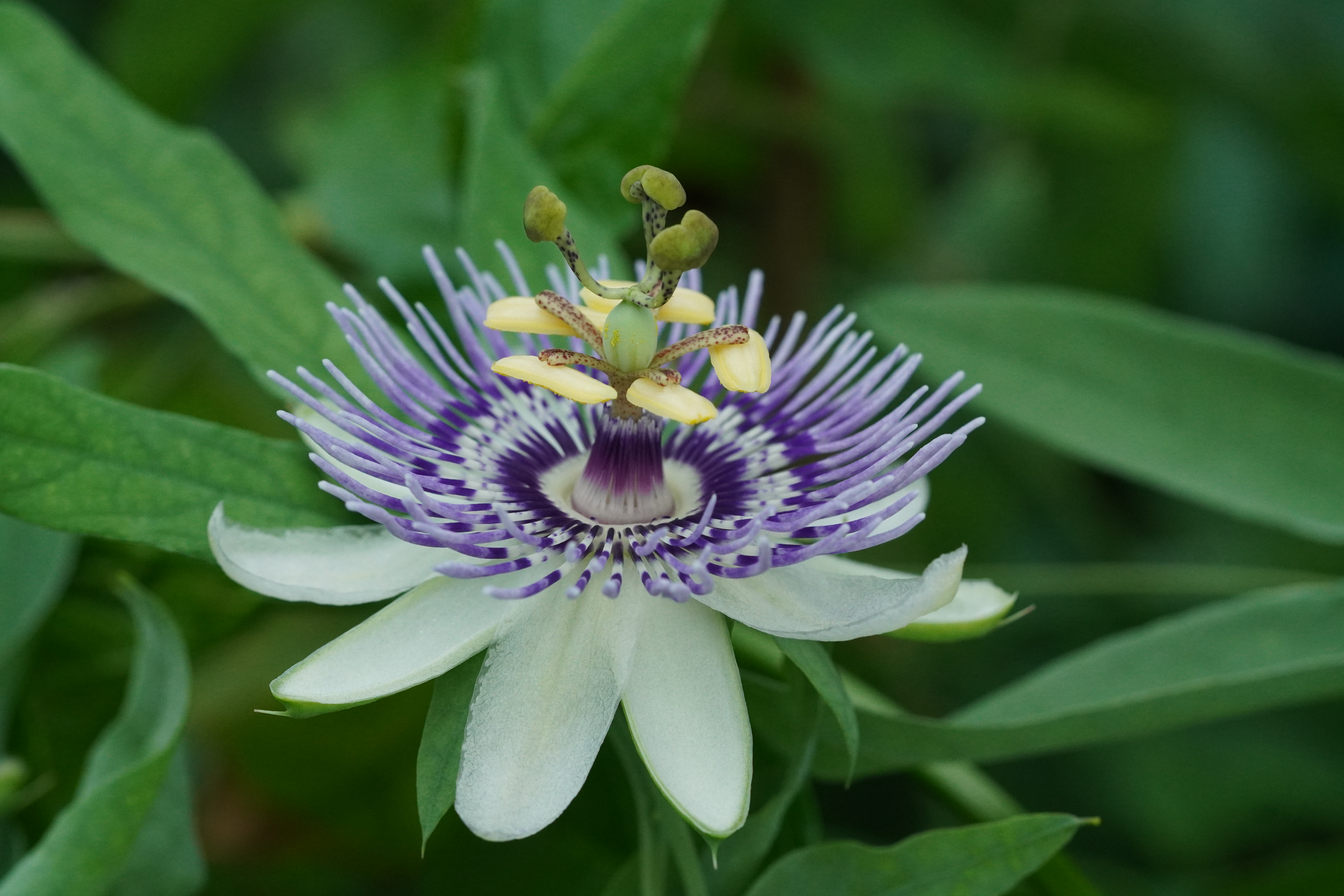 Passiflora mooreana