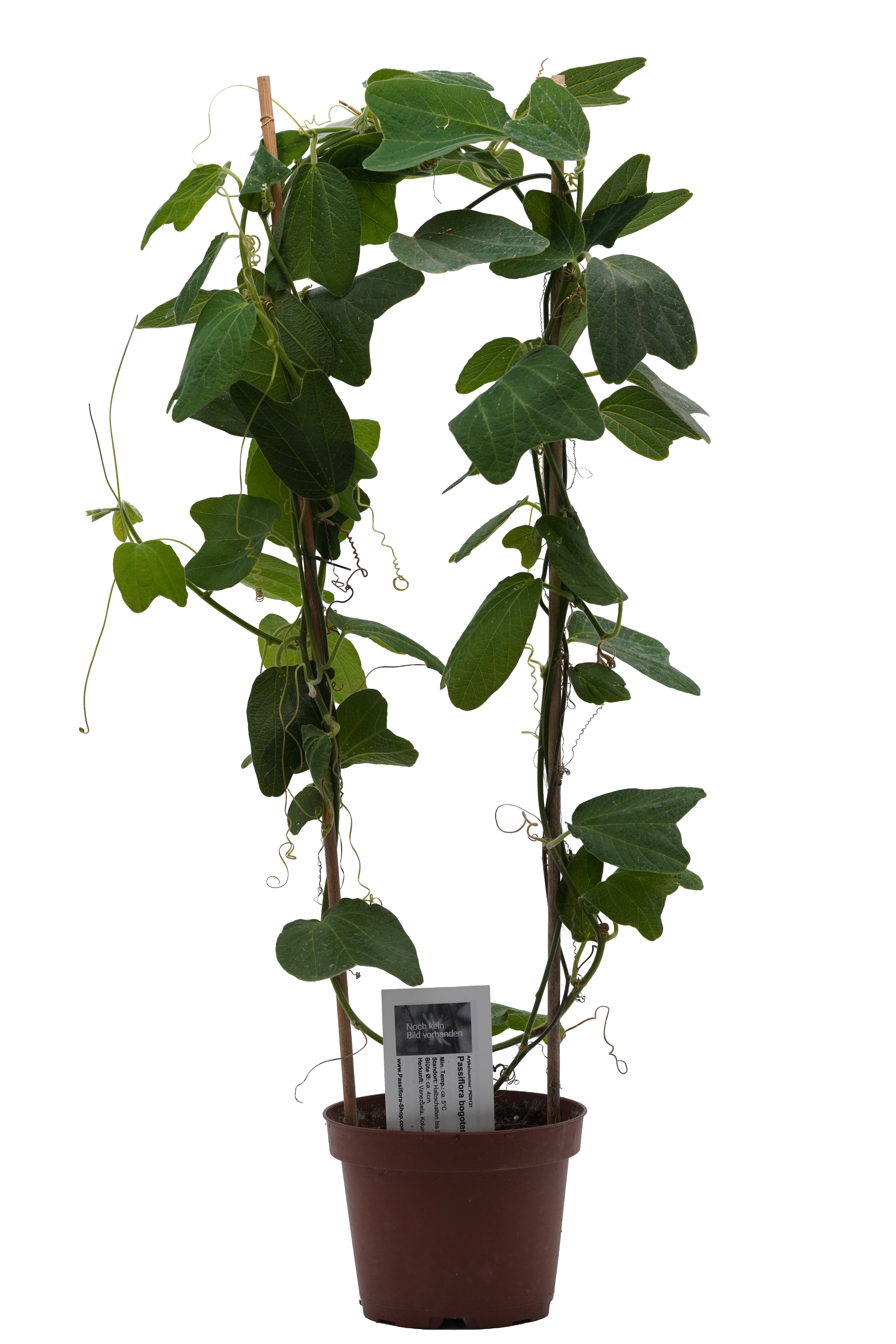 Passiflora bogotensis