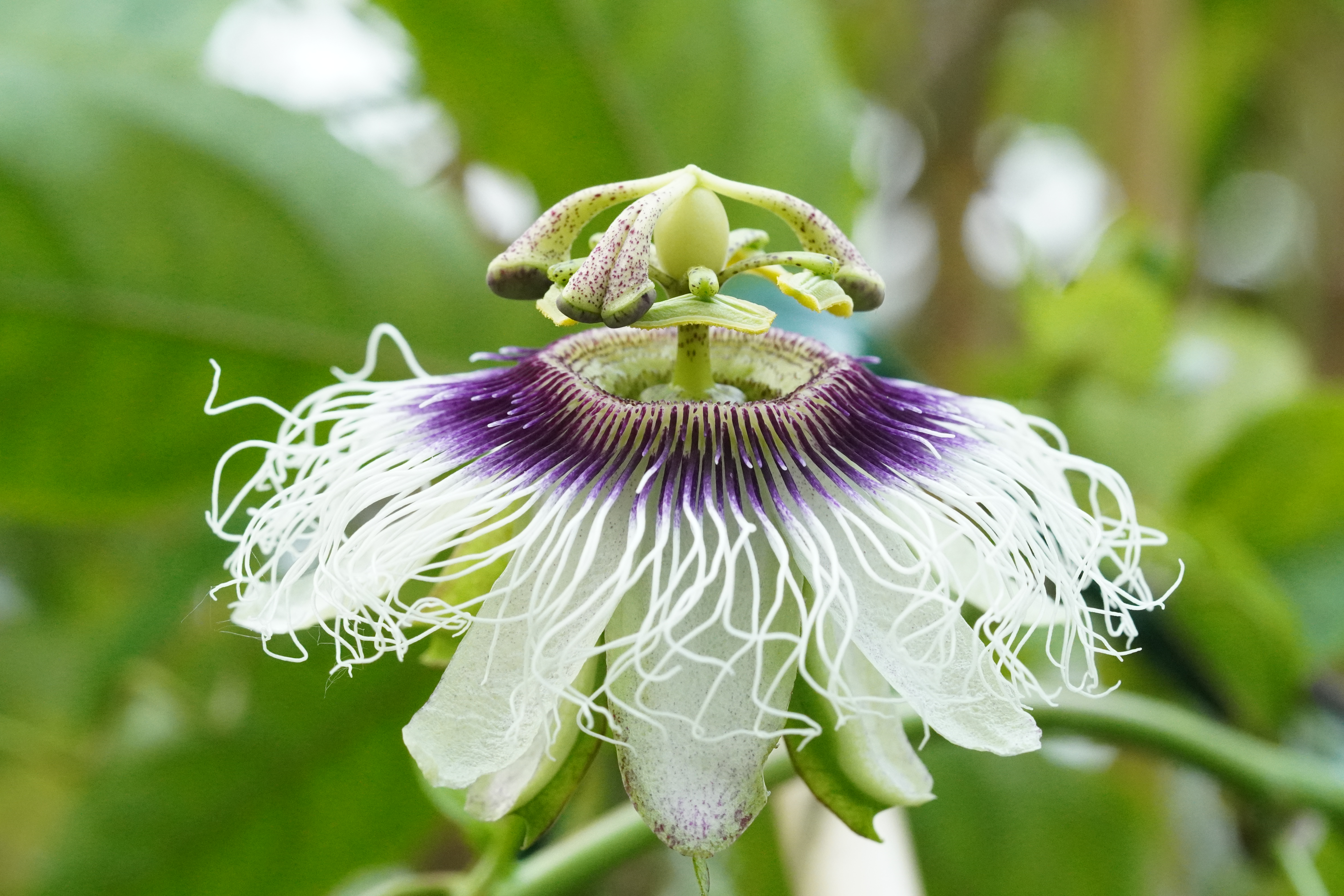 Passiflora edulis 'Lacey'