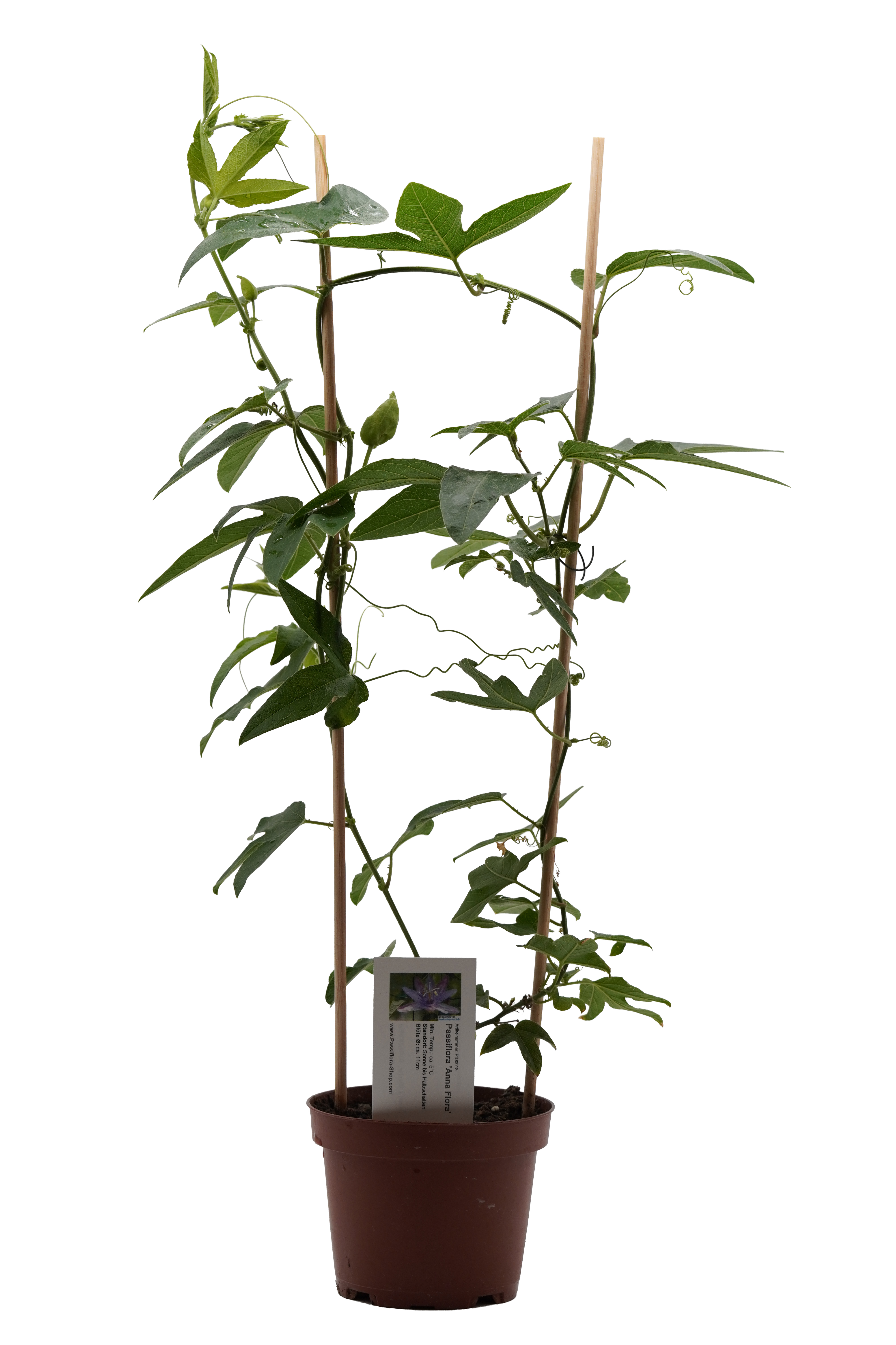 Passiflora 'Anna Flora'