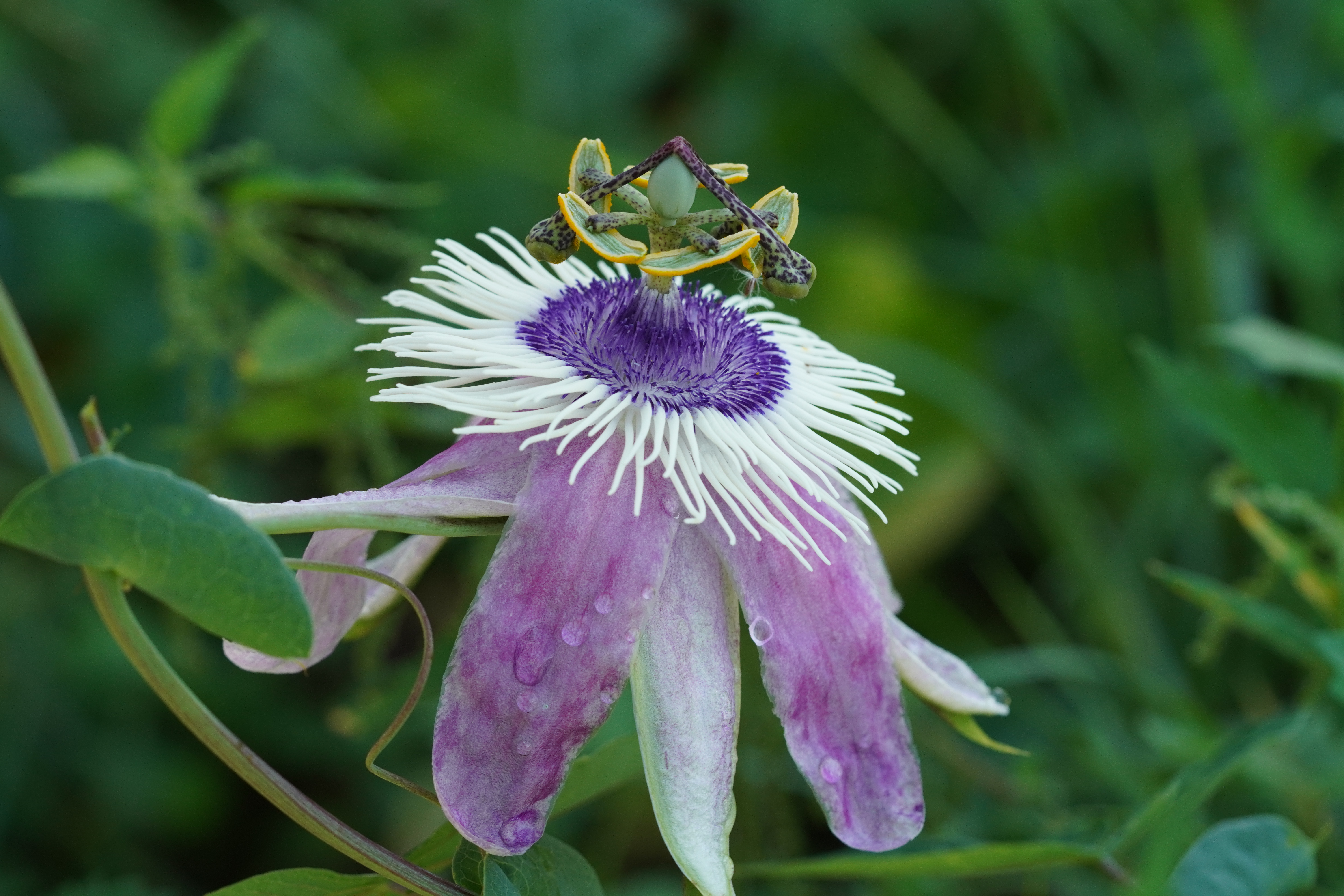 Passiflora 'Alwin Berger'