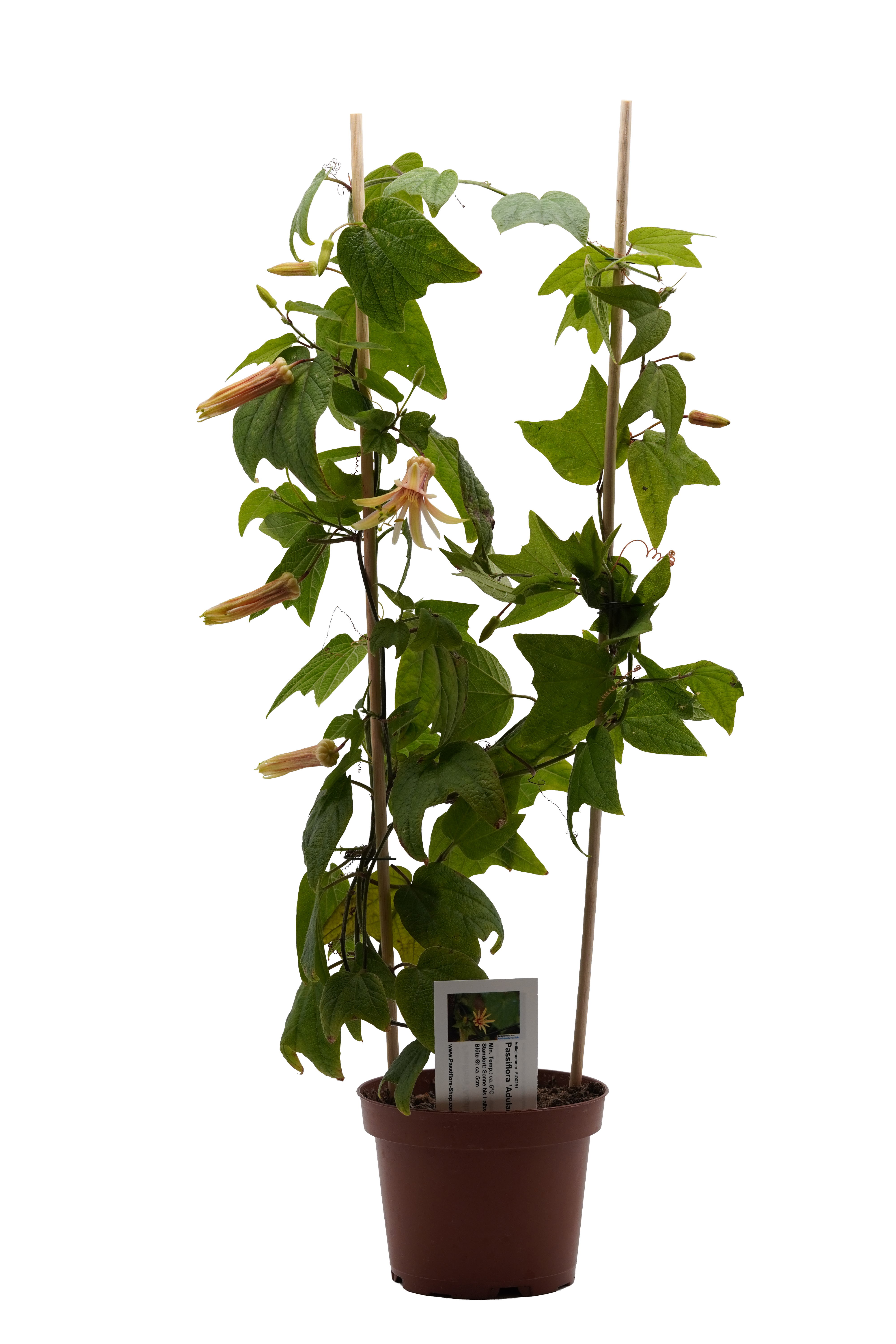 Passiflora 'Adularia'