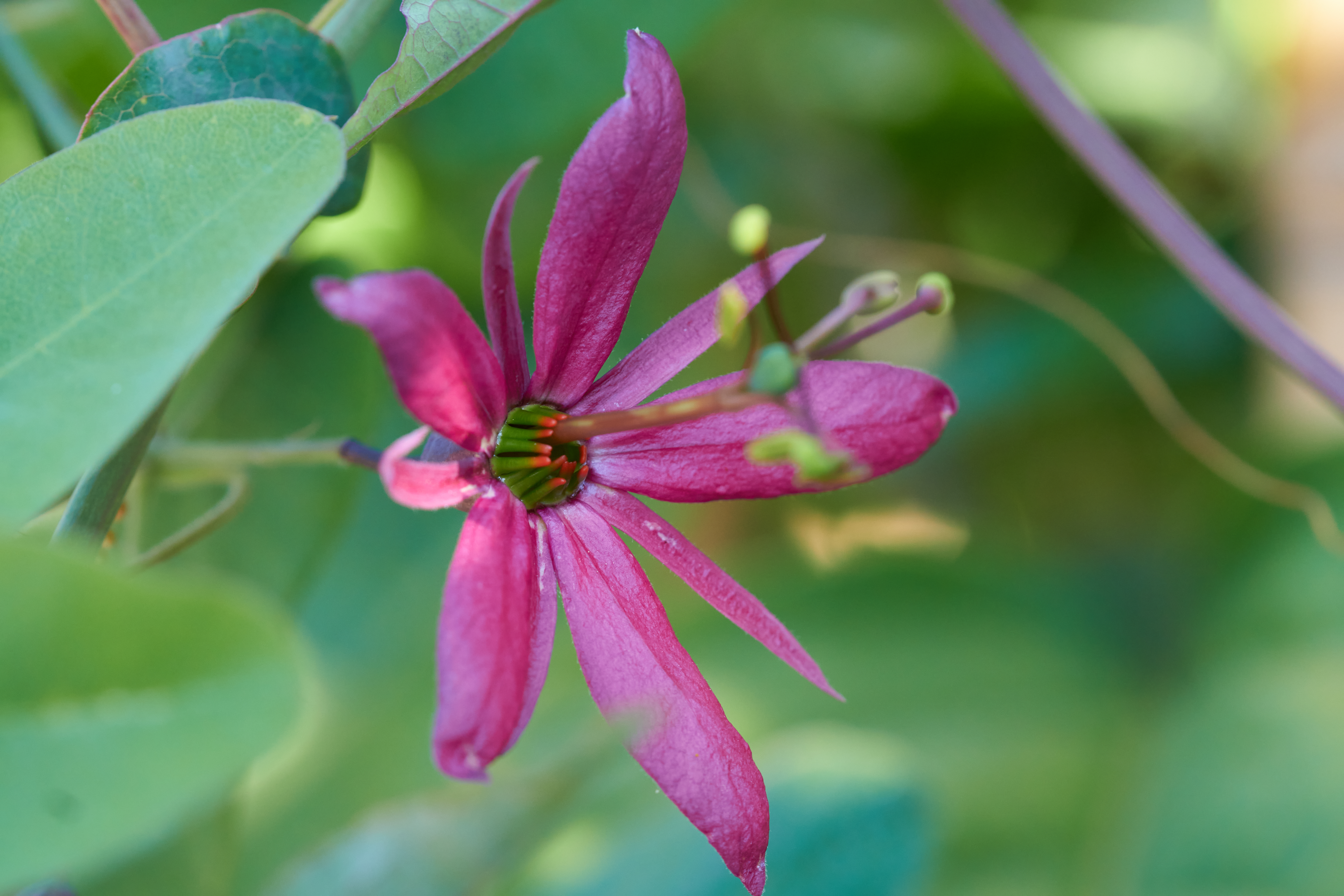 Passiflora perfoliata